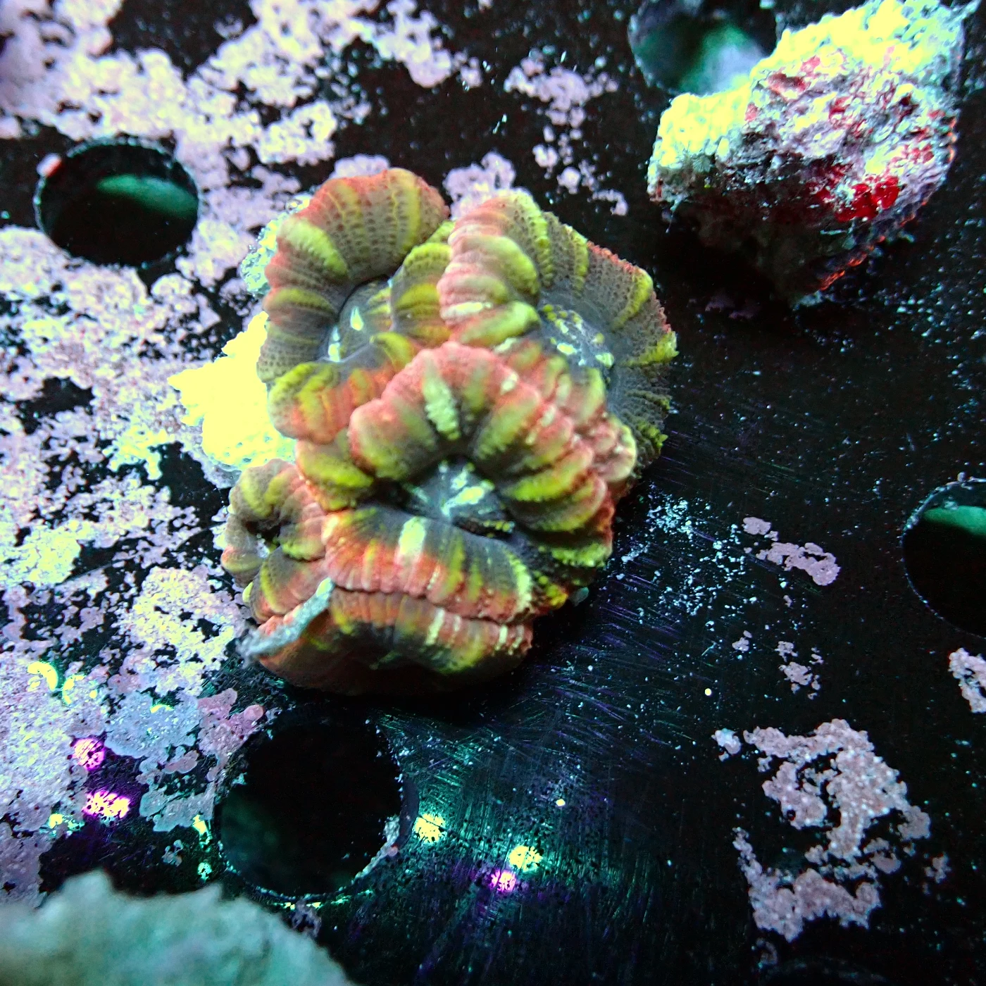 Acanthastrea Rainbow Vietnam Rare, Micromussa lordhowensis