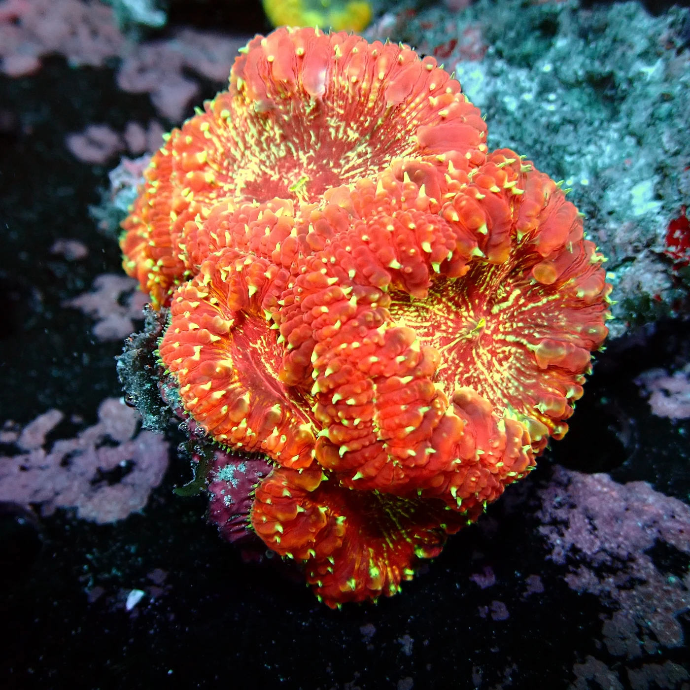 Blastomussa Rainbow, Blastomussa wellsi