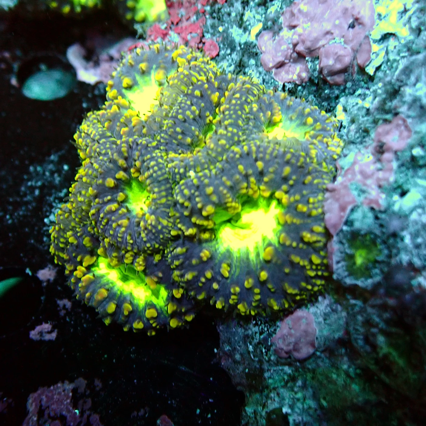 Blastomussa Radioactive, Blastomussa wellsi