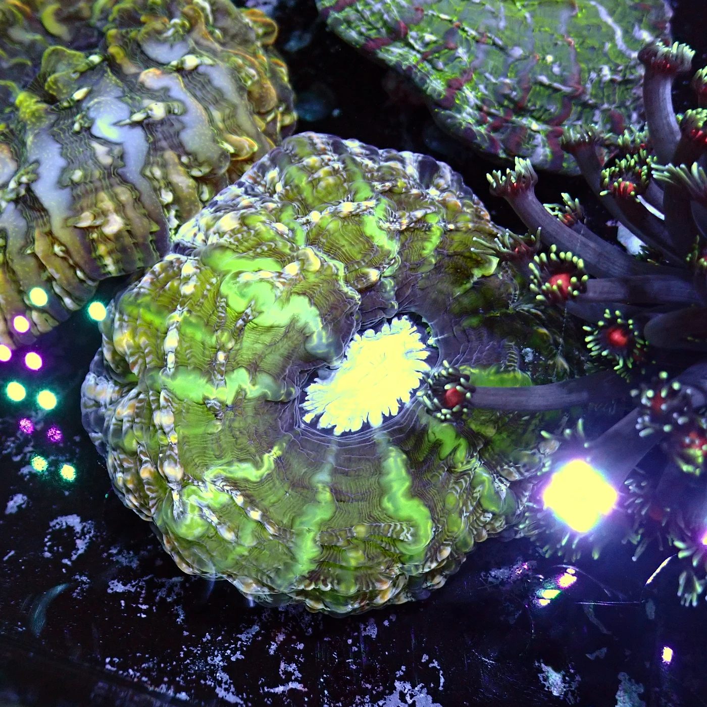 Indophyllia Green, Indophyllia macassarensis
