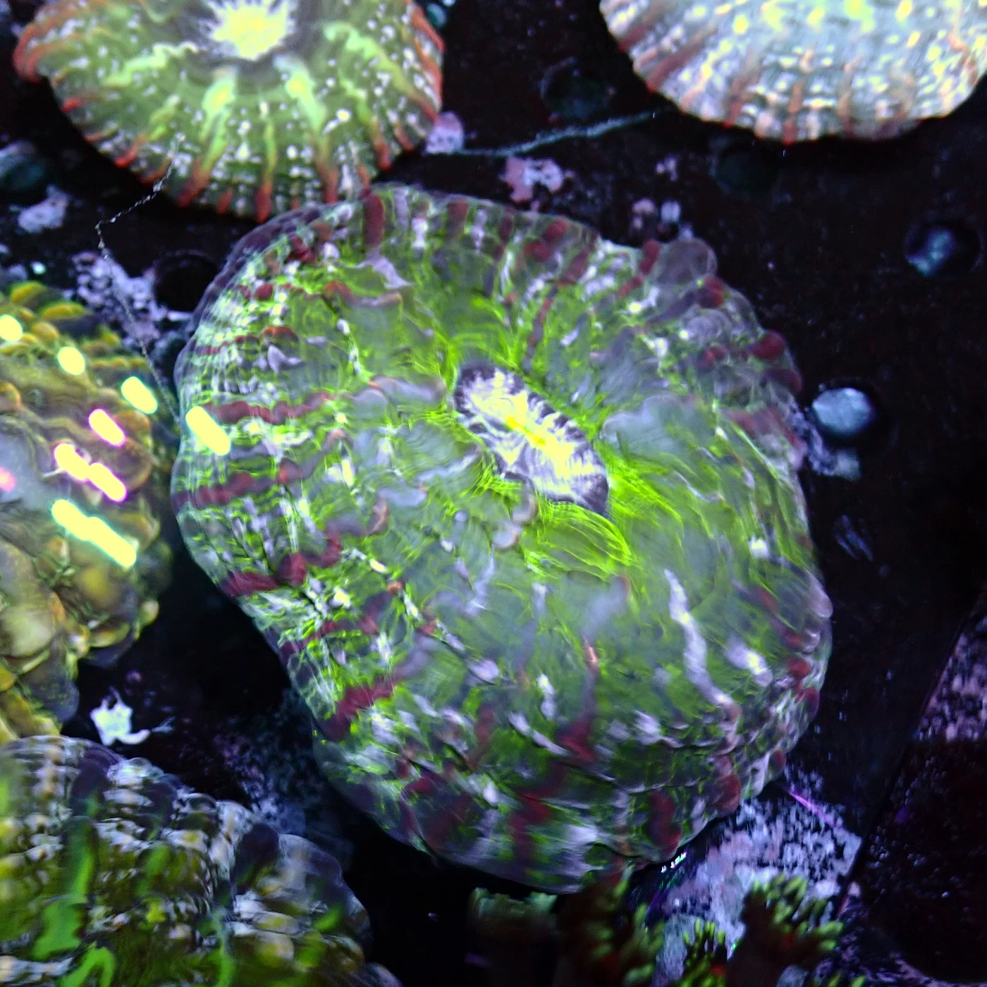 Indophyllia Green, Indophyllia macassarensis