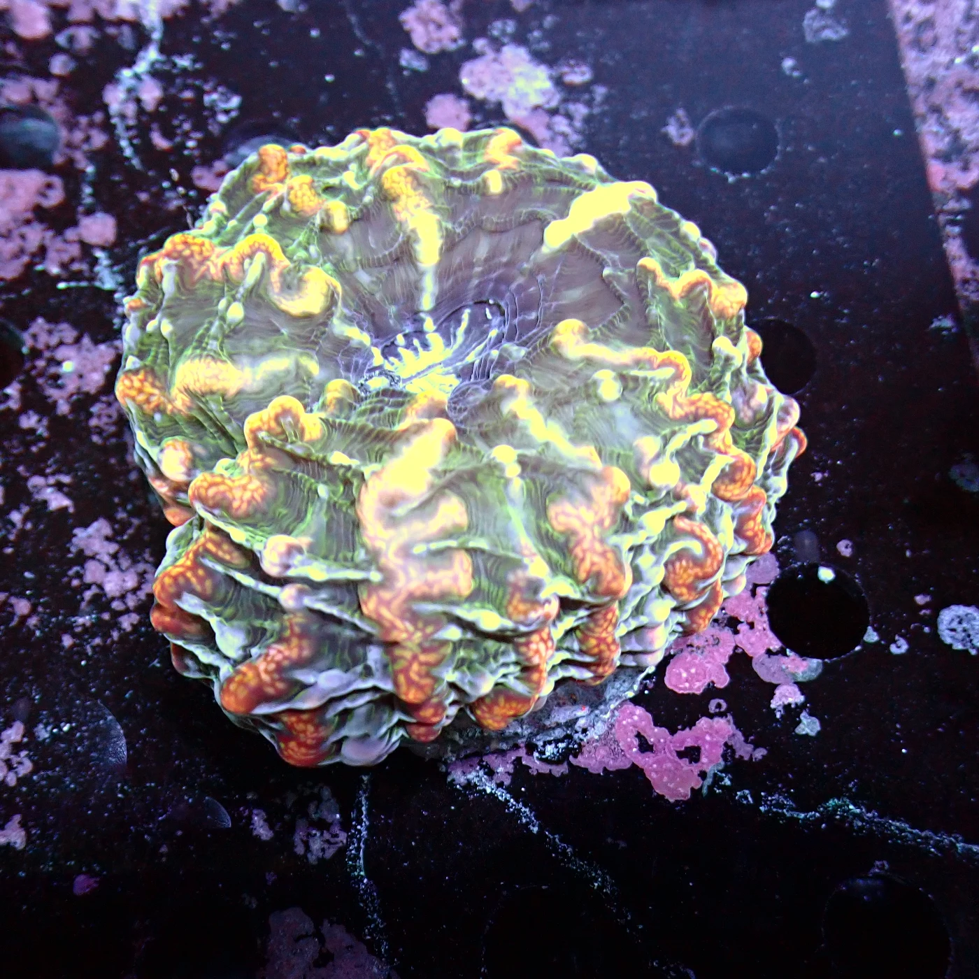Indophyllia Rainbow, Indophyllia macassarensis
