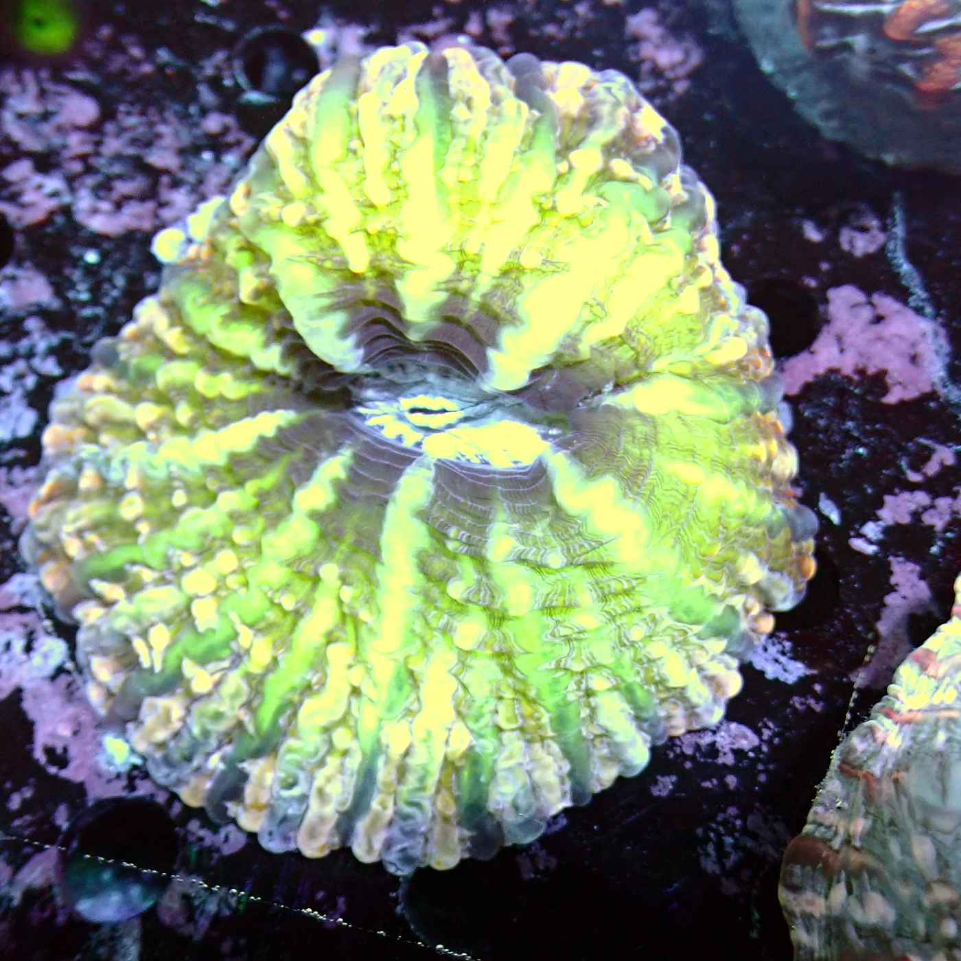 Indophyllia Green, Indophyllia macassarensis