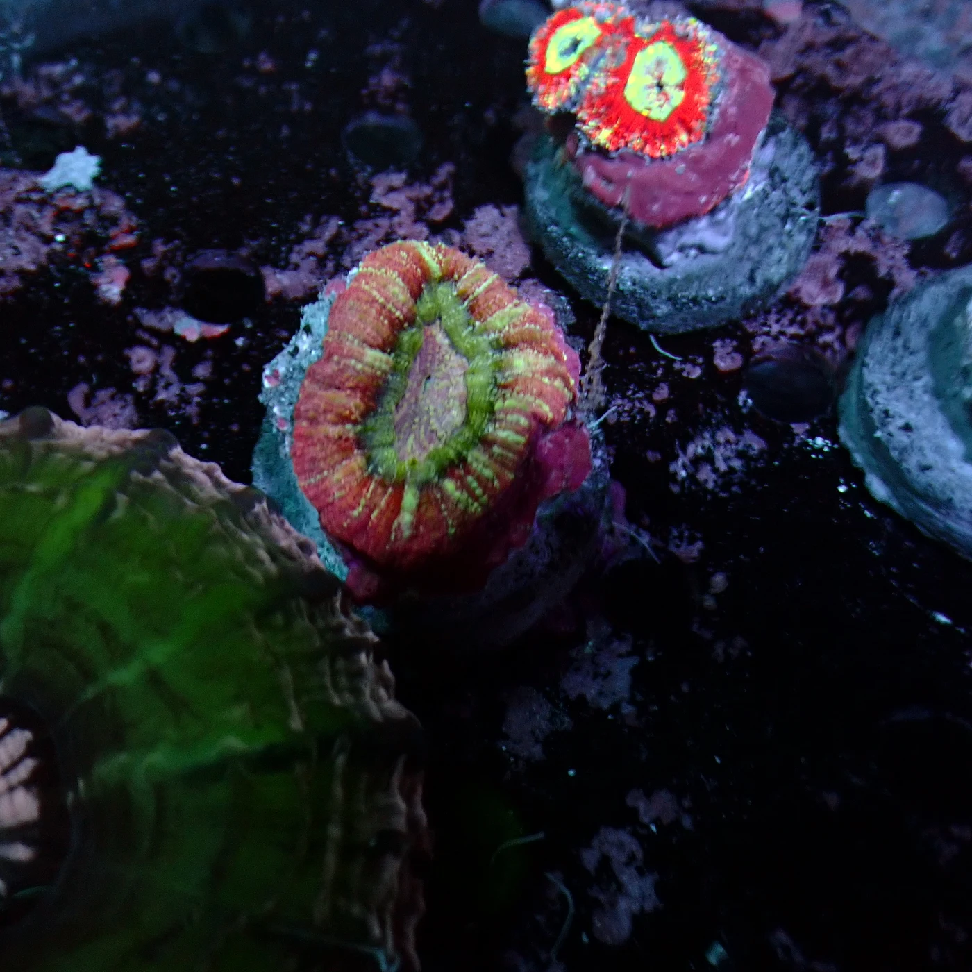 Acanthastrea Maxima, Micromussa lordhowensis
