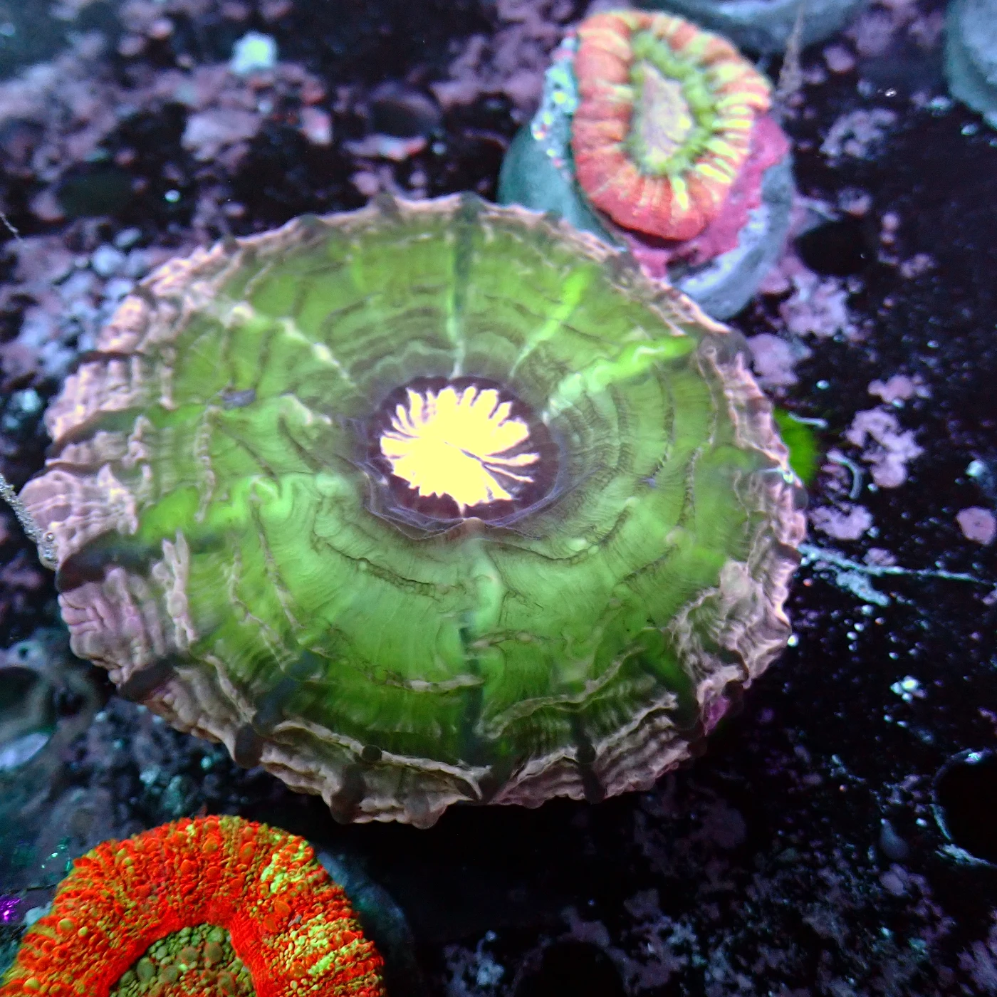 Indophyllia Purple, Indophyllia macassarensis