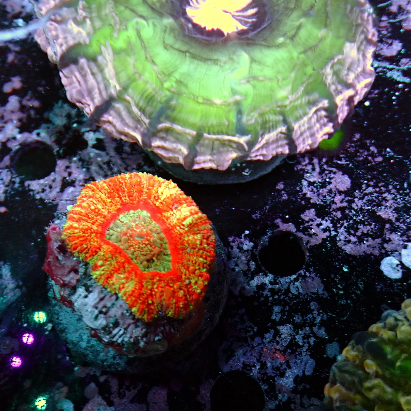 Acanthastrea Maxima, Micromussa lordhowensis