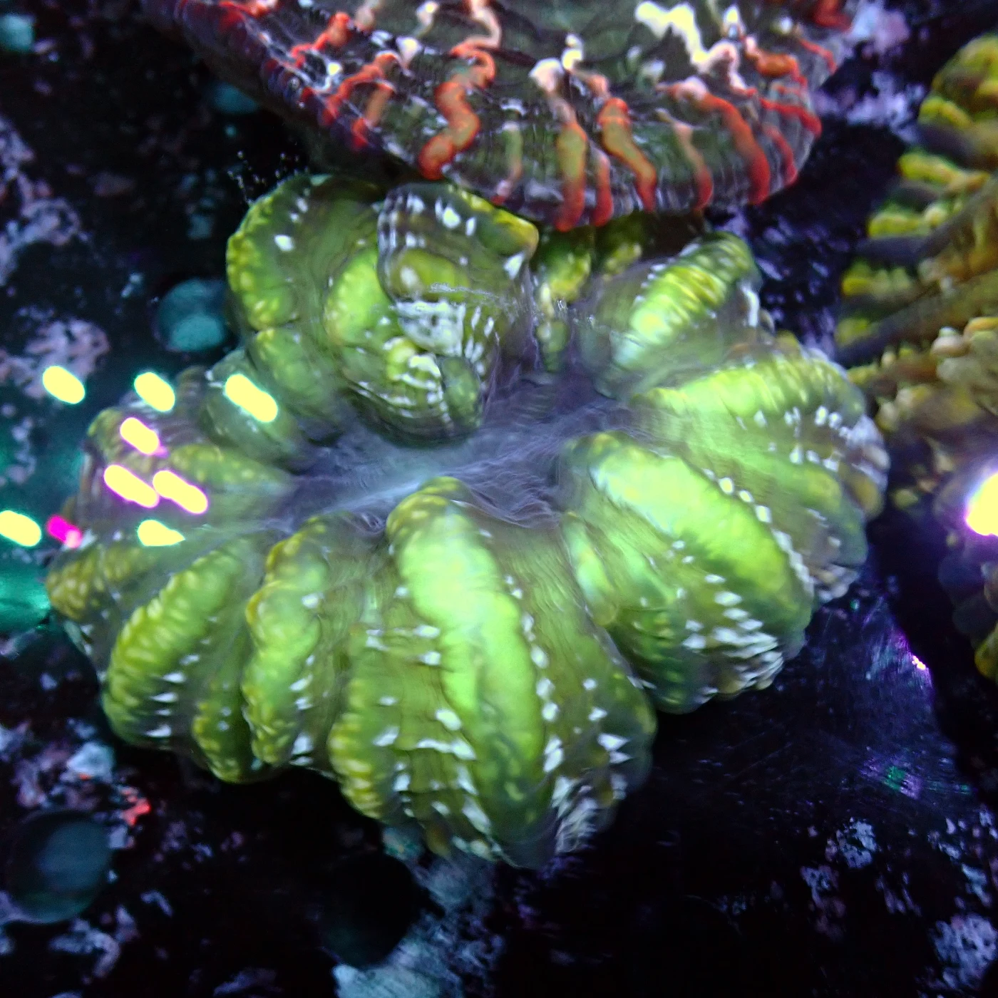 Cynarina, Cynarina lacrymalis