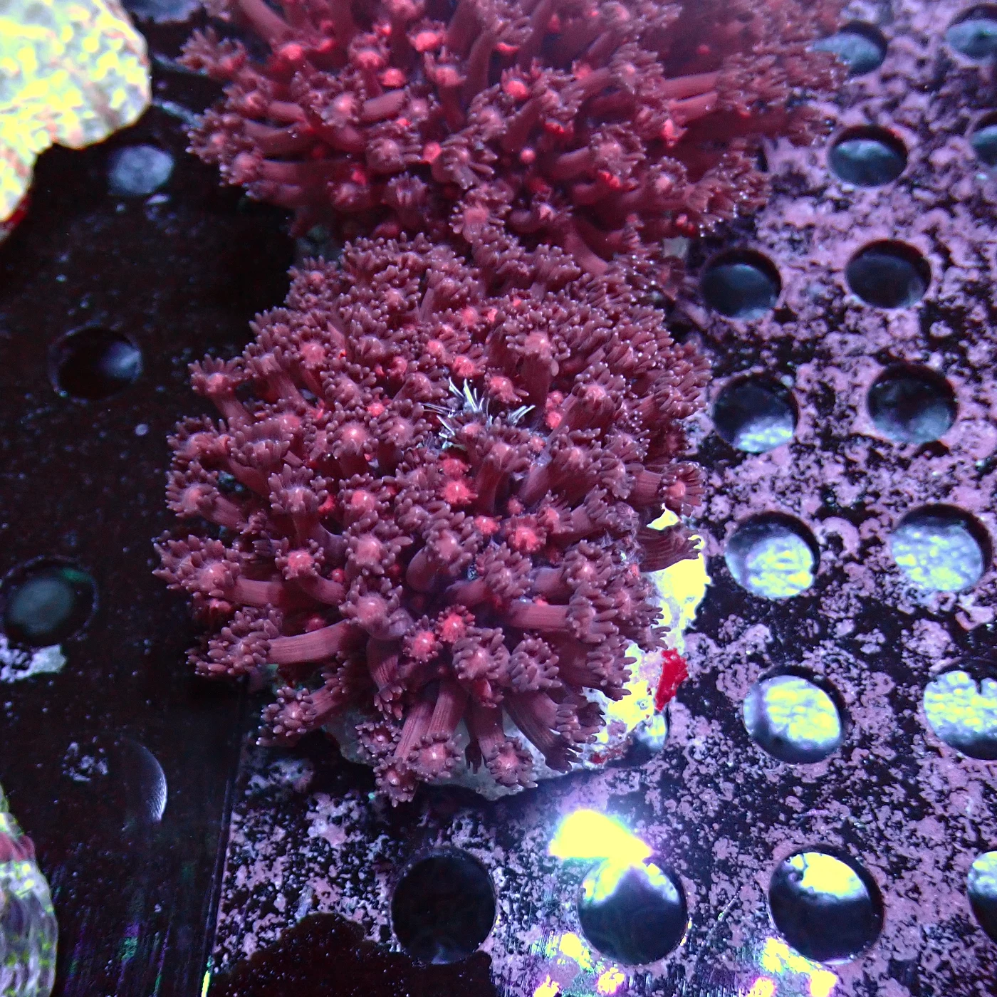 Goniopora Red, Goniopora sp.