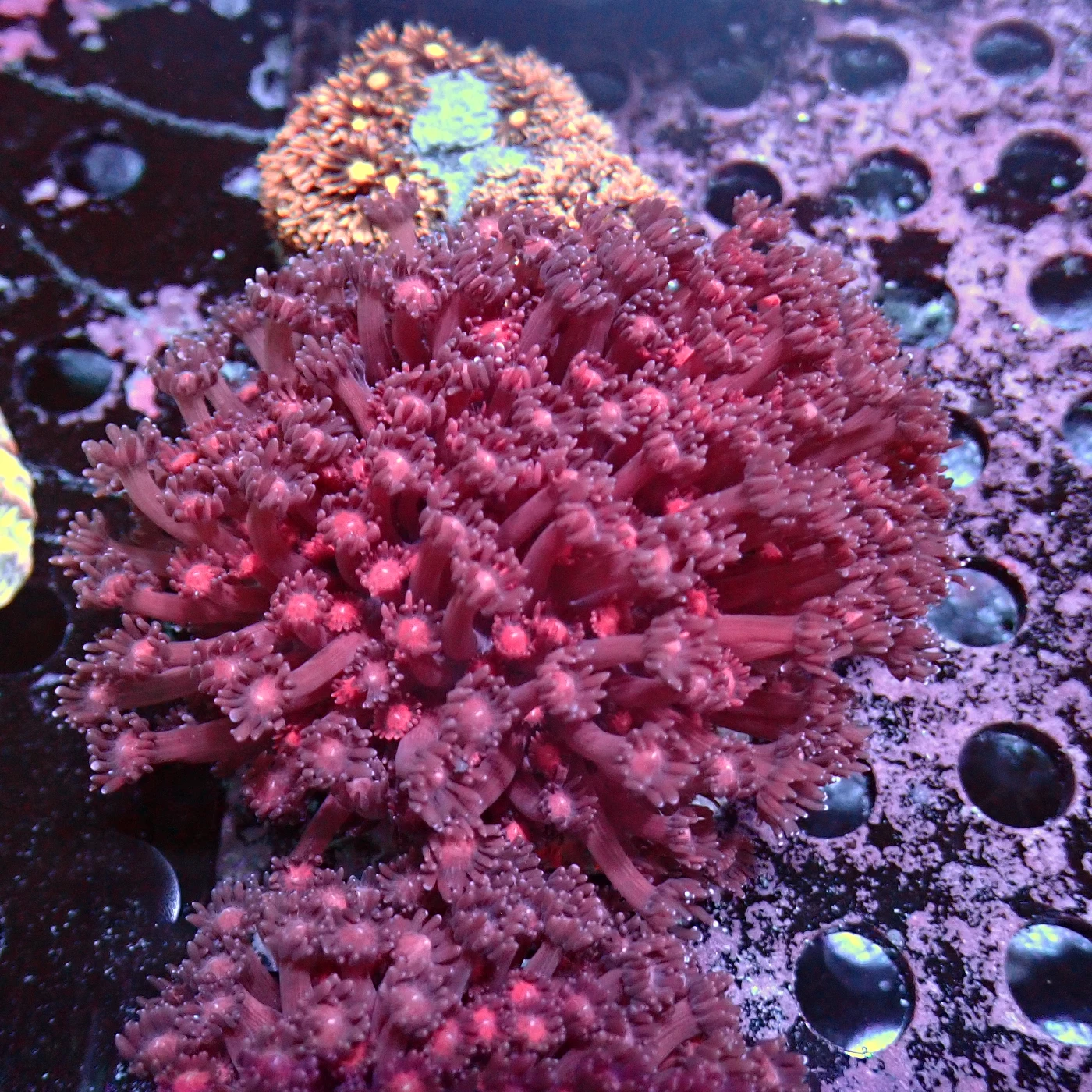 Goniopora Red, Goniopora sp.
