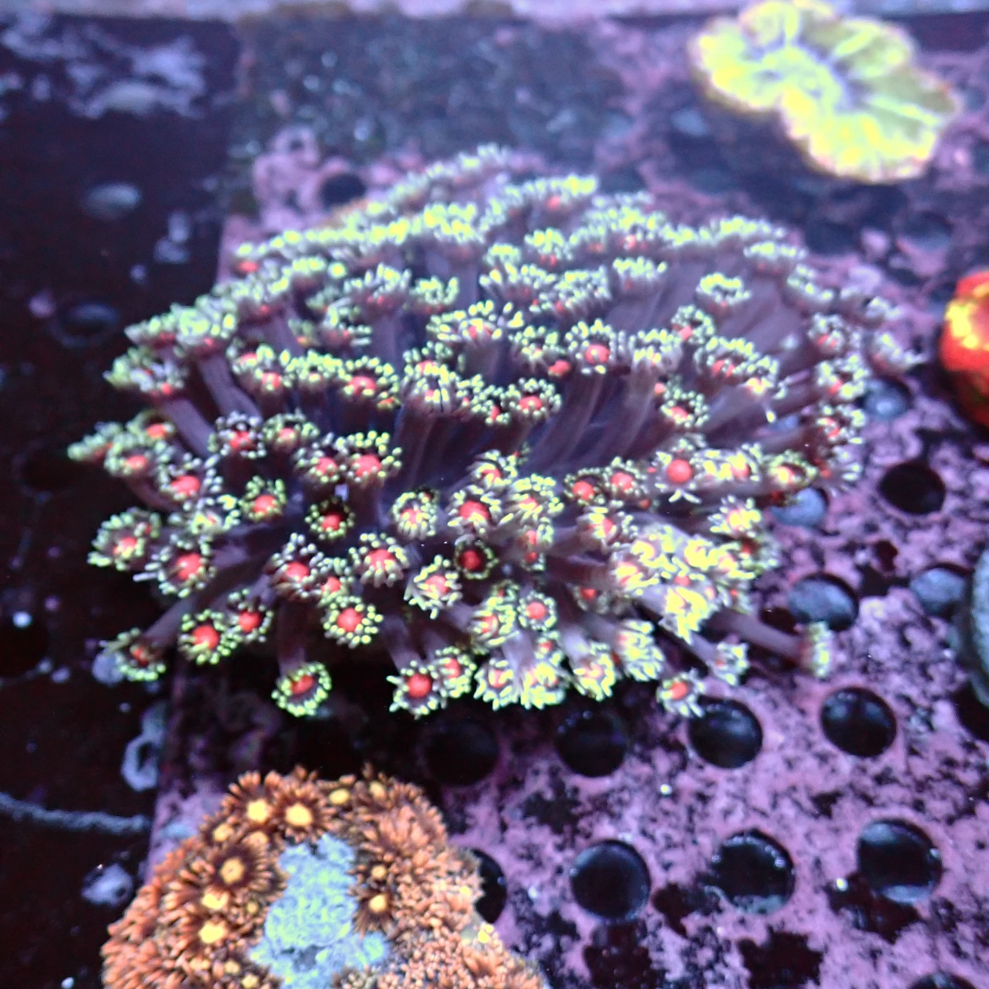 Goniopora Red Mouth, Goniopora sp.