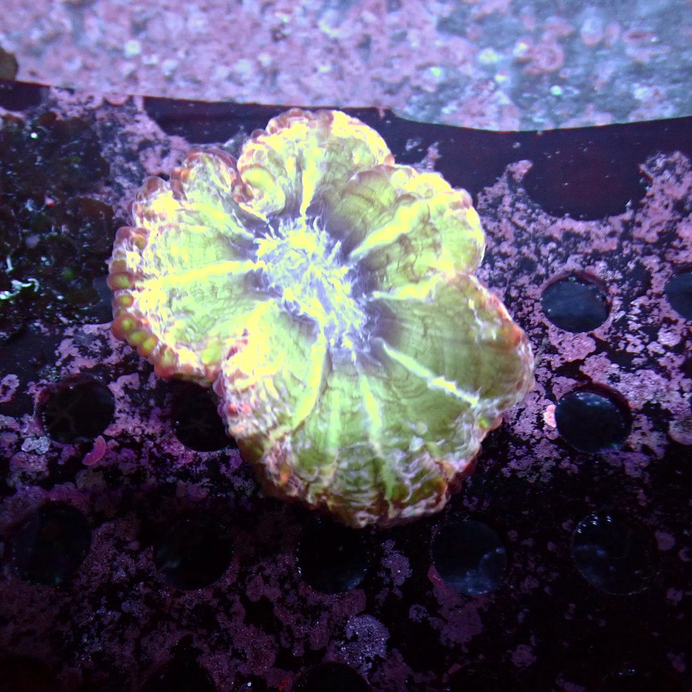 Indophyllia Green, Indophyllia macassarensis