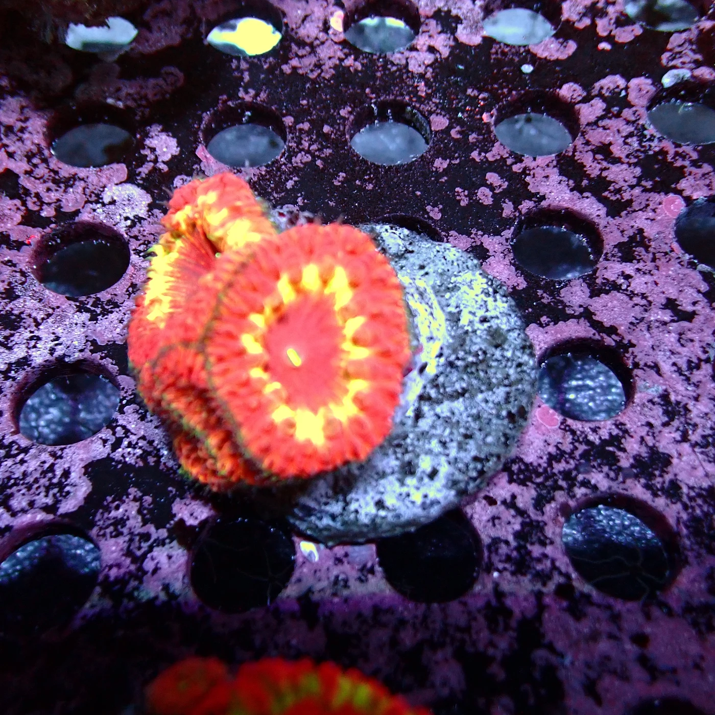 Blastomussa Rainbow, Blastomussa wellsi