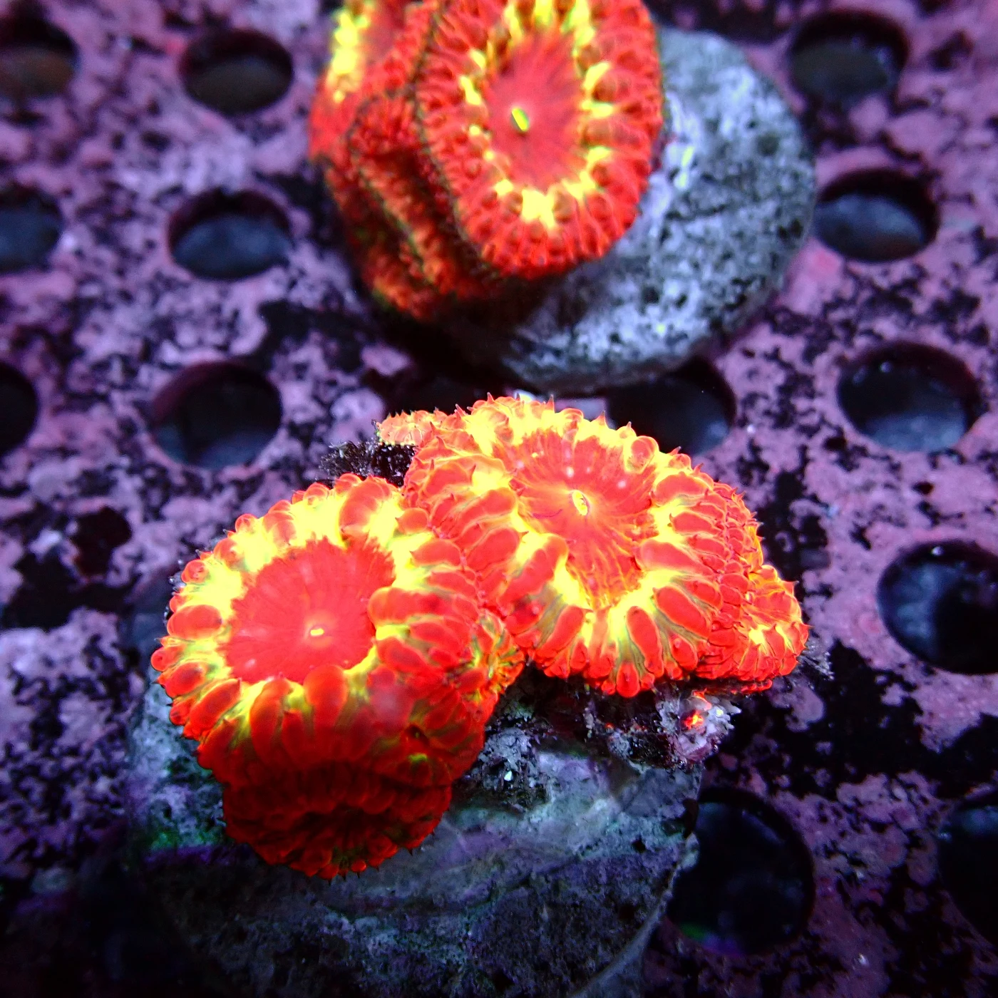 Blastomussa Rainbow, Blastomussa wellsi