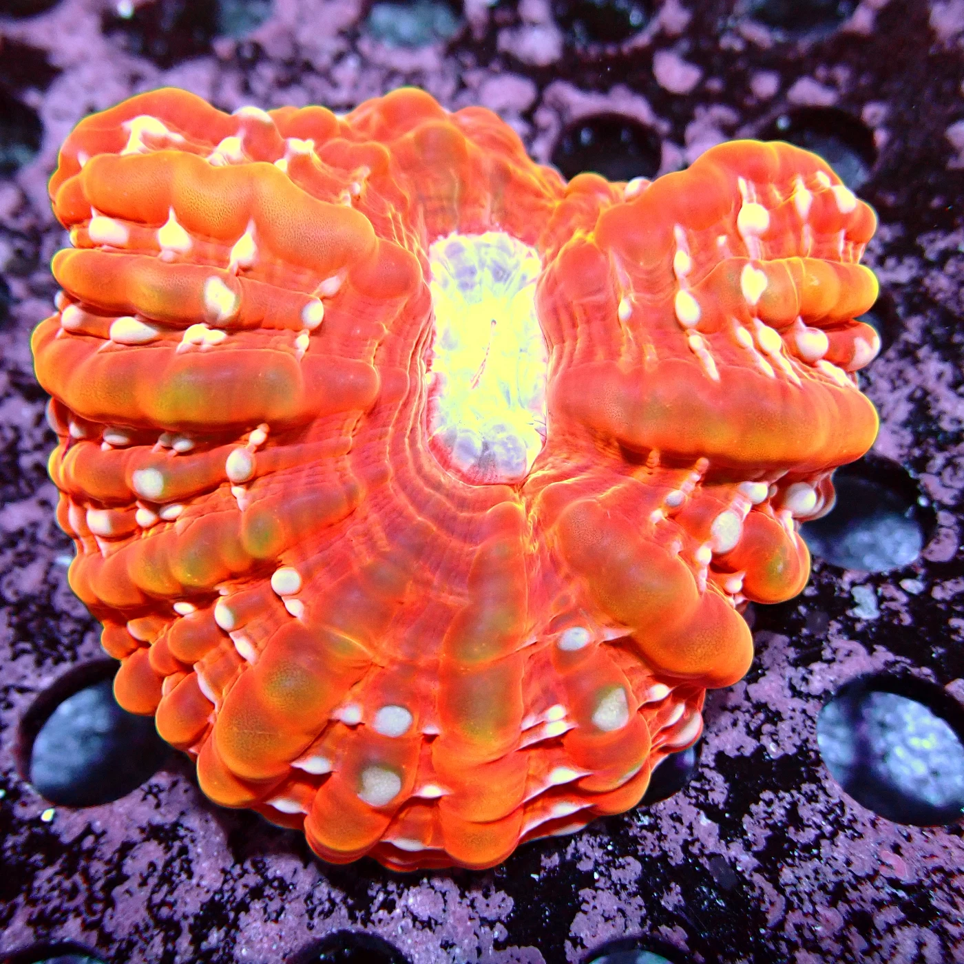 Cynarina Lacrymalis Orange, Cynarina lacrymalis