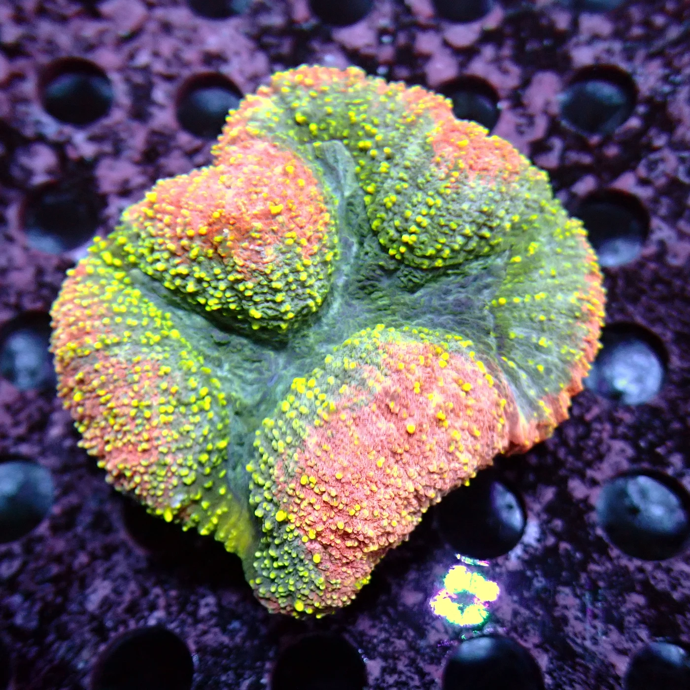 Lobophyllia Rainbow, Lobophyllia hemprichii