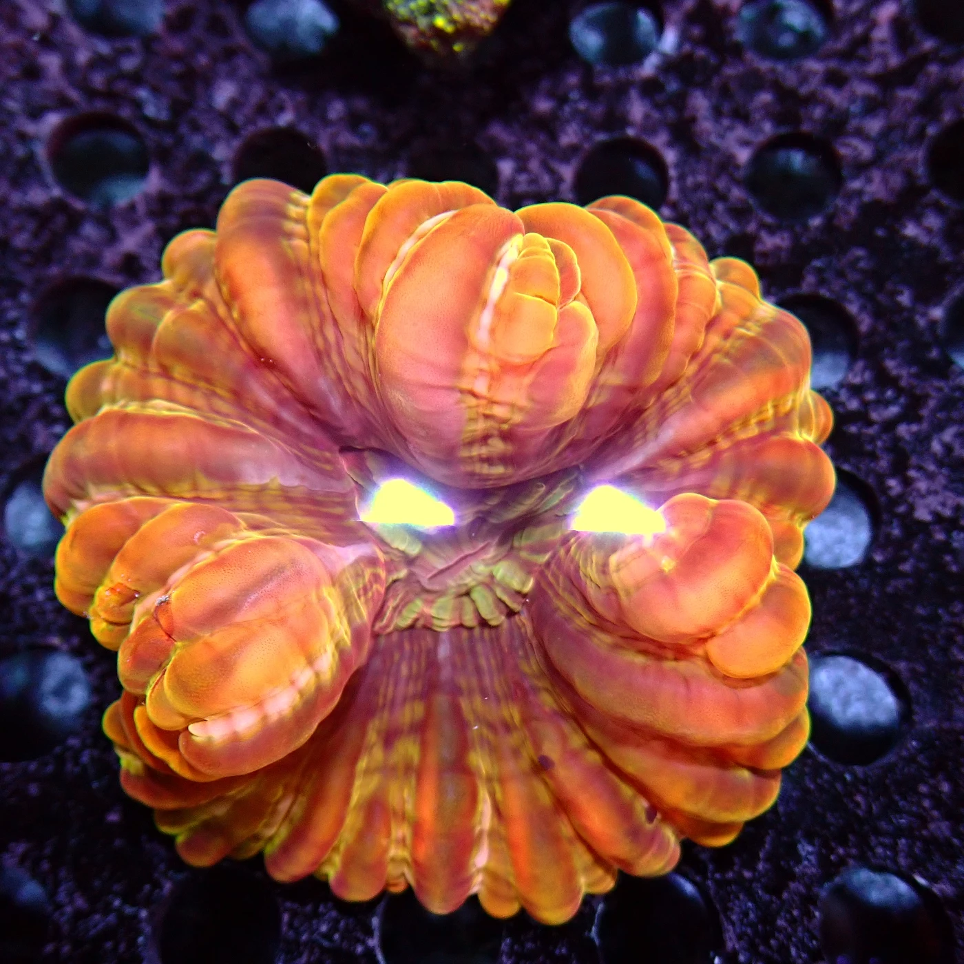 Cynarina Lacrymalis Orange, Cynarina lacrymalis