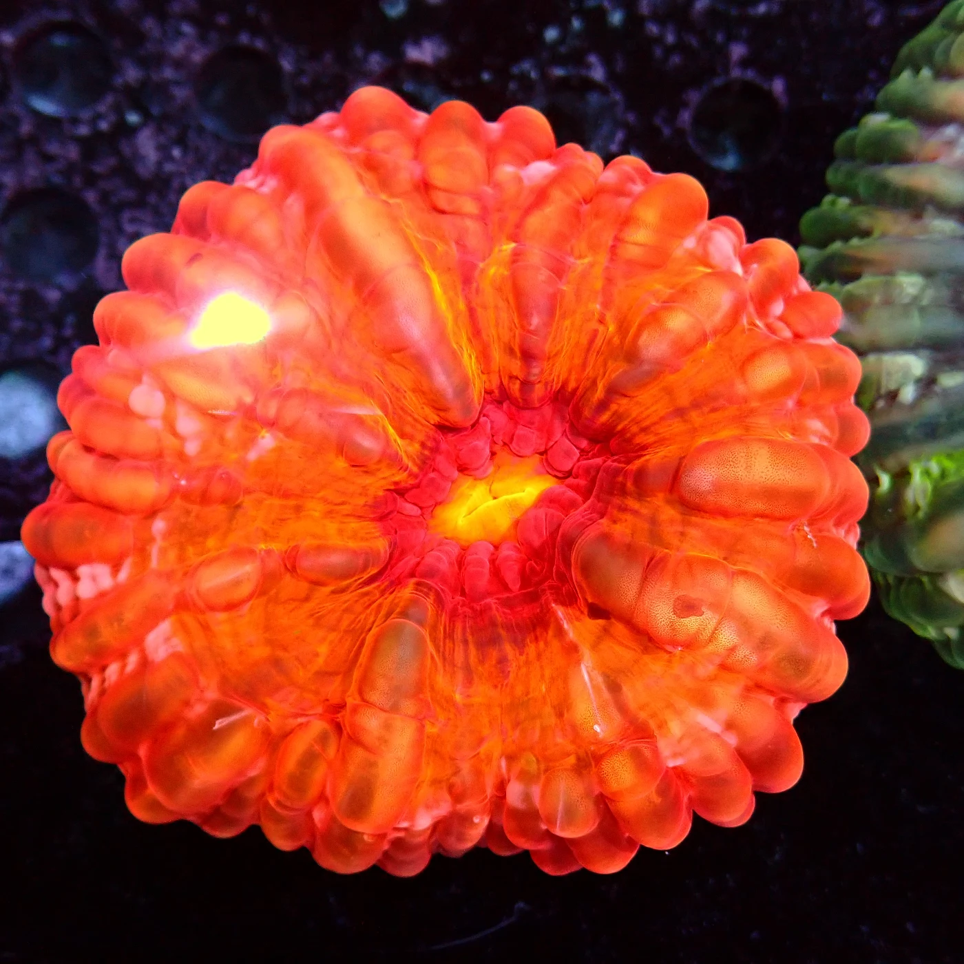 Cynarina Lacrymalis Orange, Cynarina lacrymalis