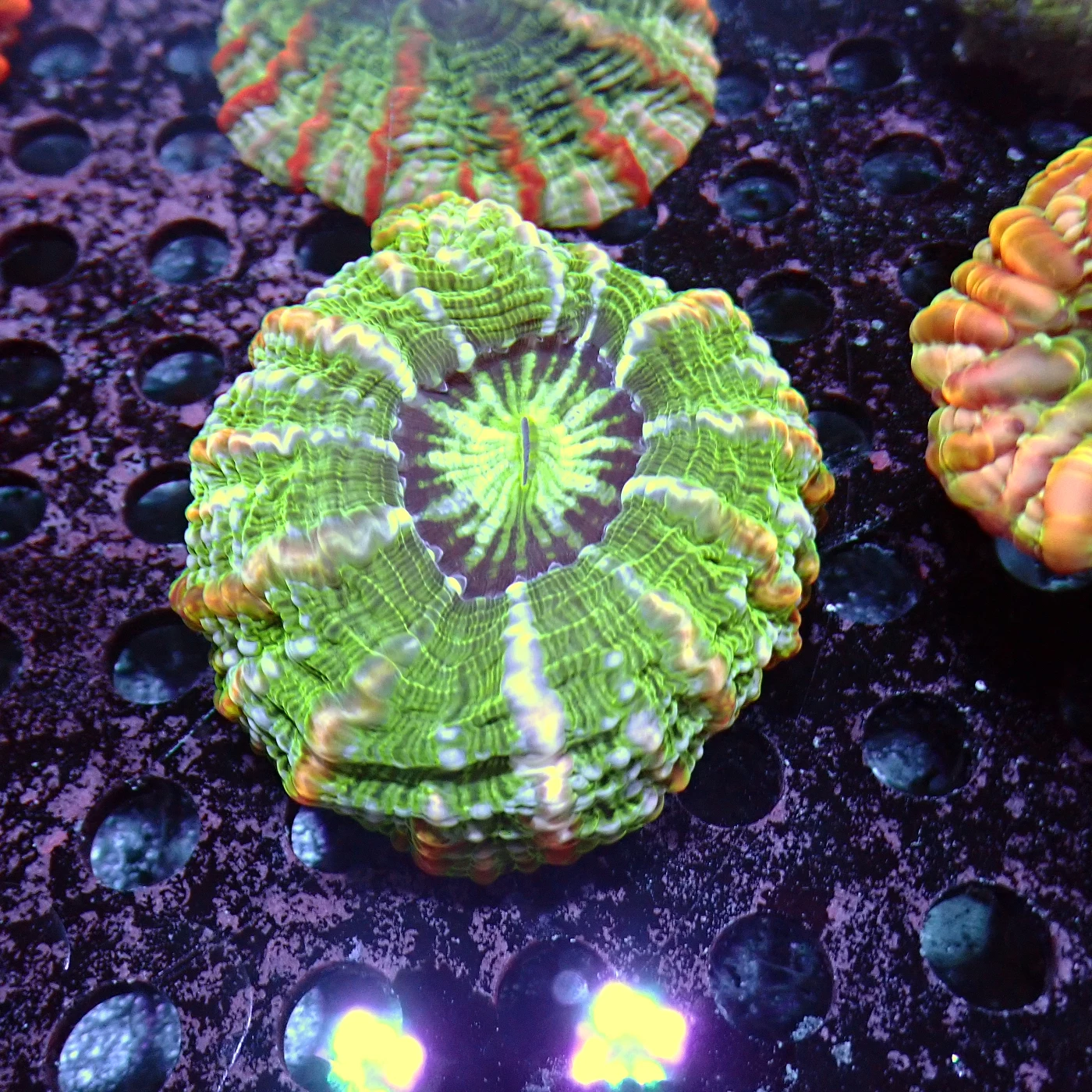 Indophyllia Green, Indophyllia macassarensis