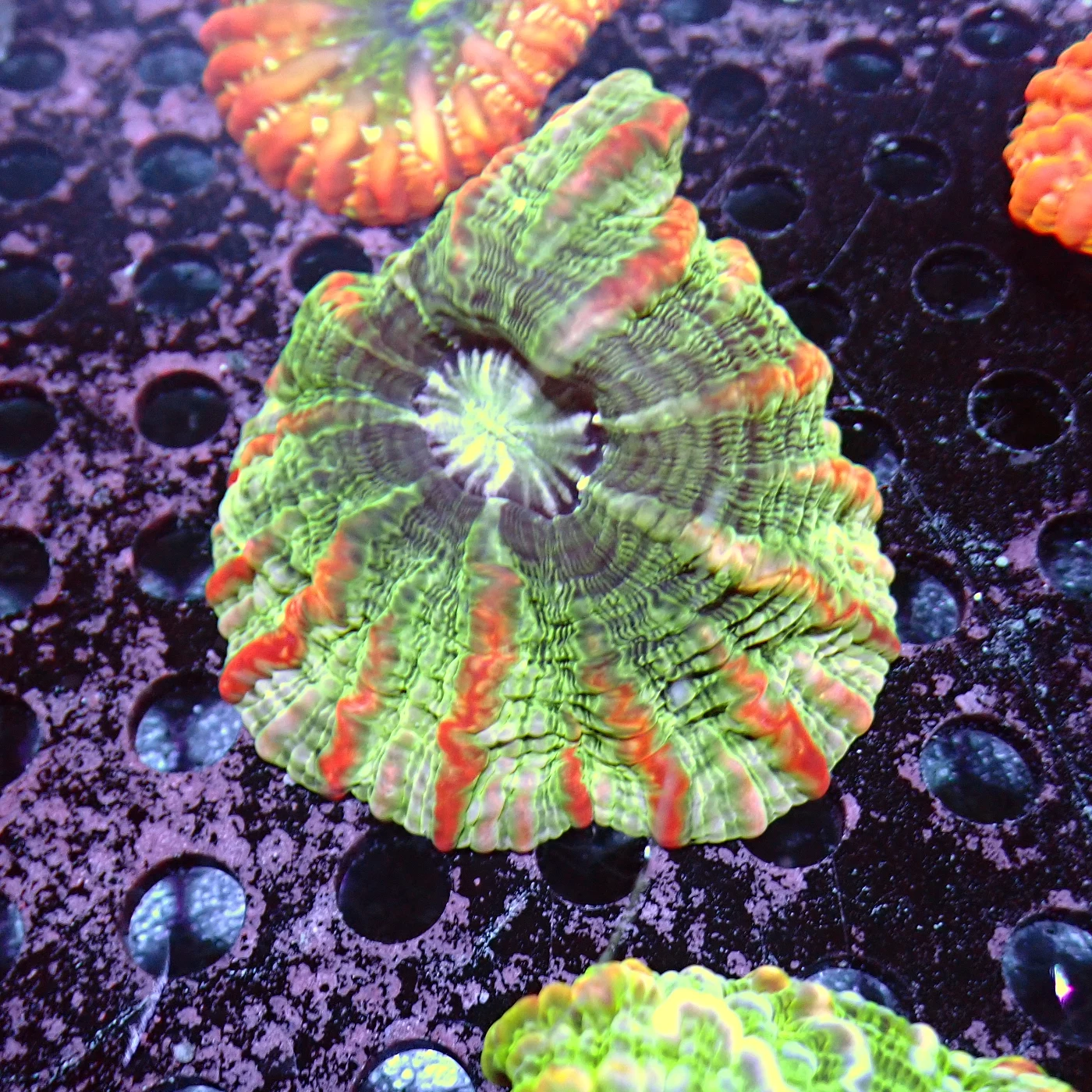 Indophyllia Rainbow, Indophyllia macassarensis