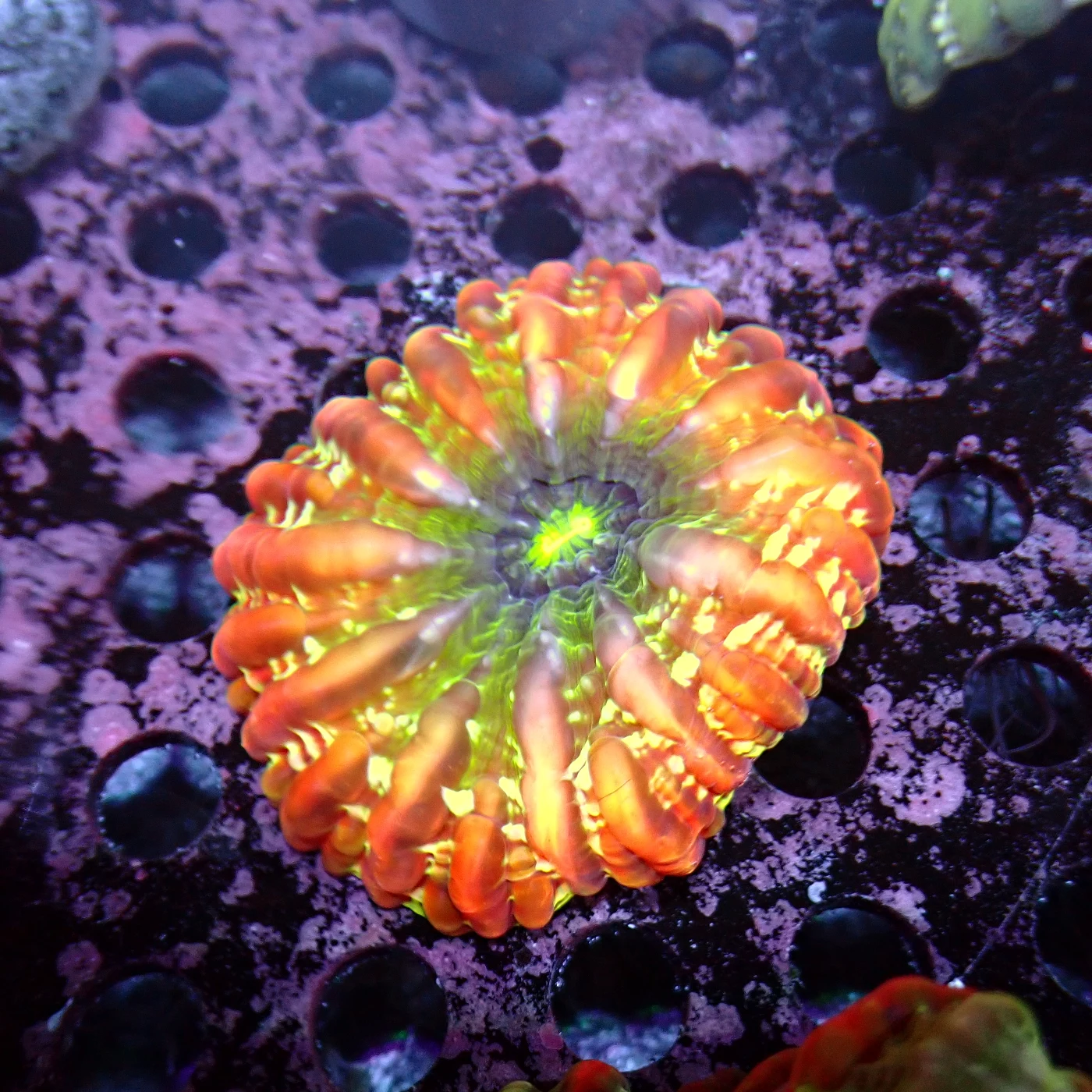 Cynarina Lacrymalis Orange, Cynarina lacrymalis