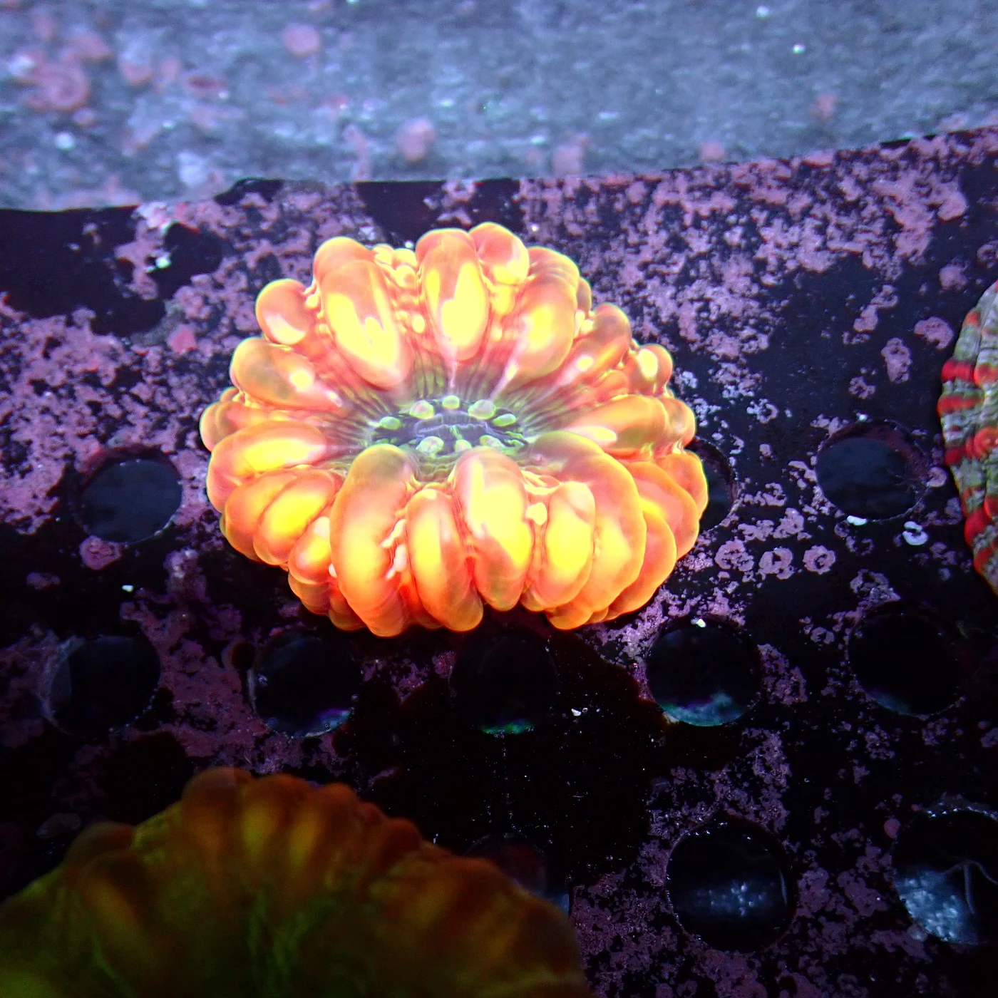 Cynarina Lacrymalis Orange, Cynarina lacrymalis