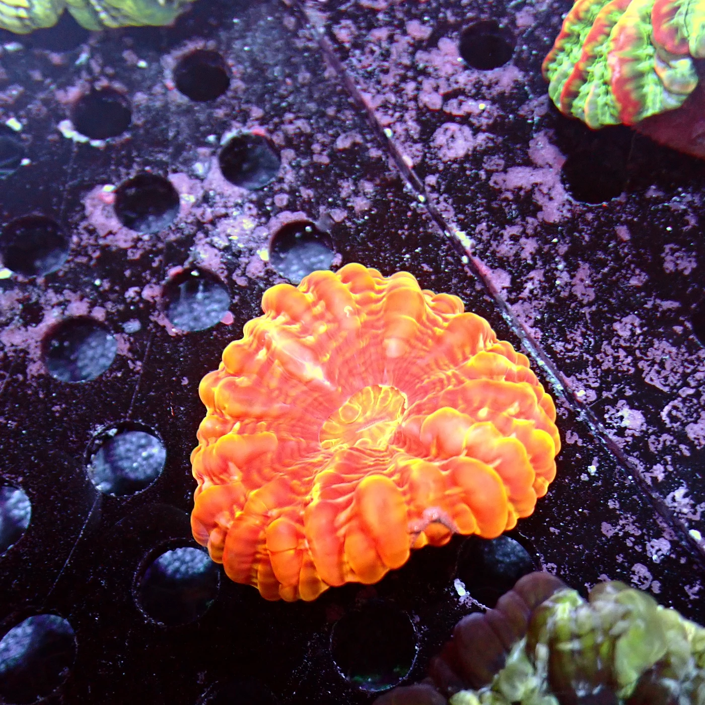 Cynarina Lacrymalis Orange, Cynarina lacrymalis