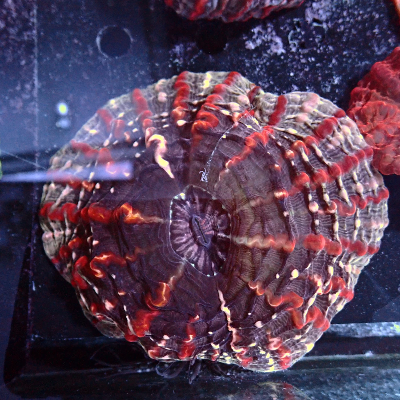 Indophyllia Rainbow, Indophyllia macassarensis