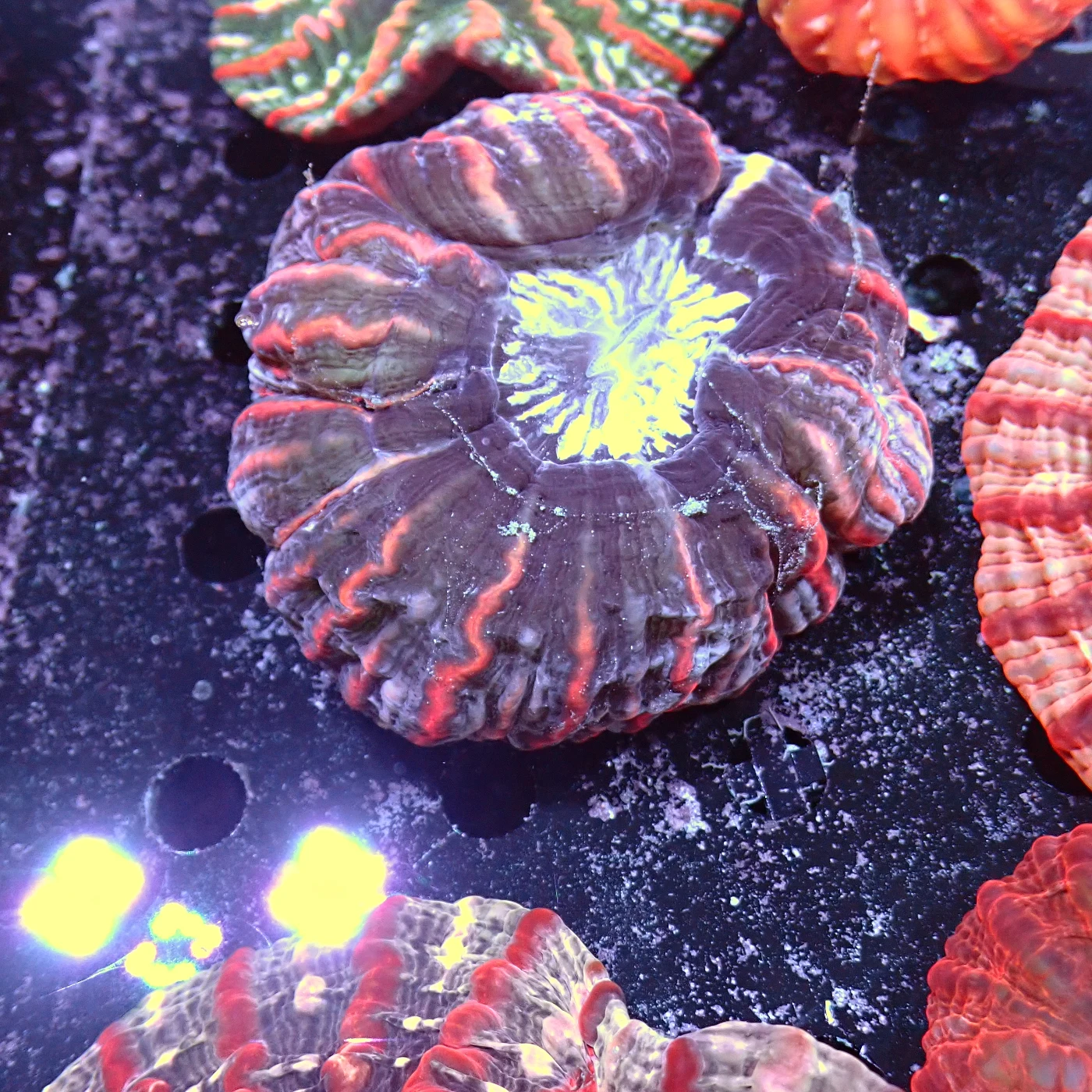 Indophyllia Rainbow, Indophyllia macassarensis