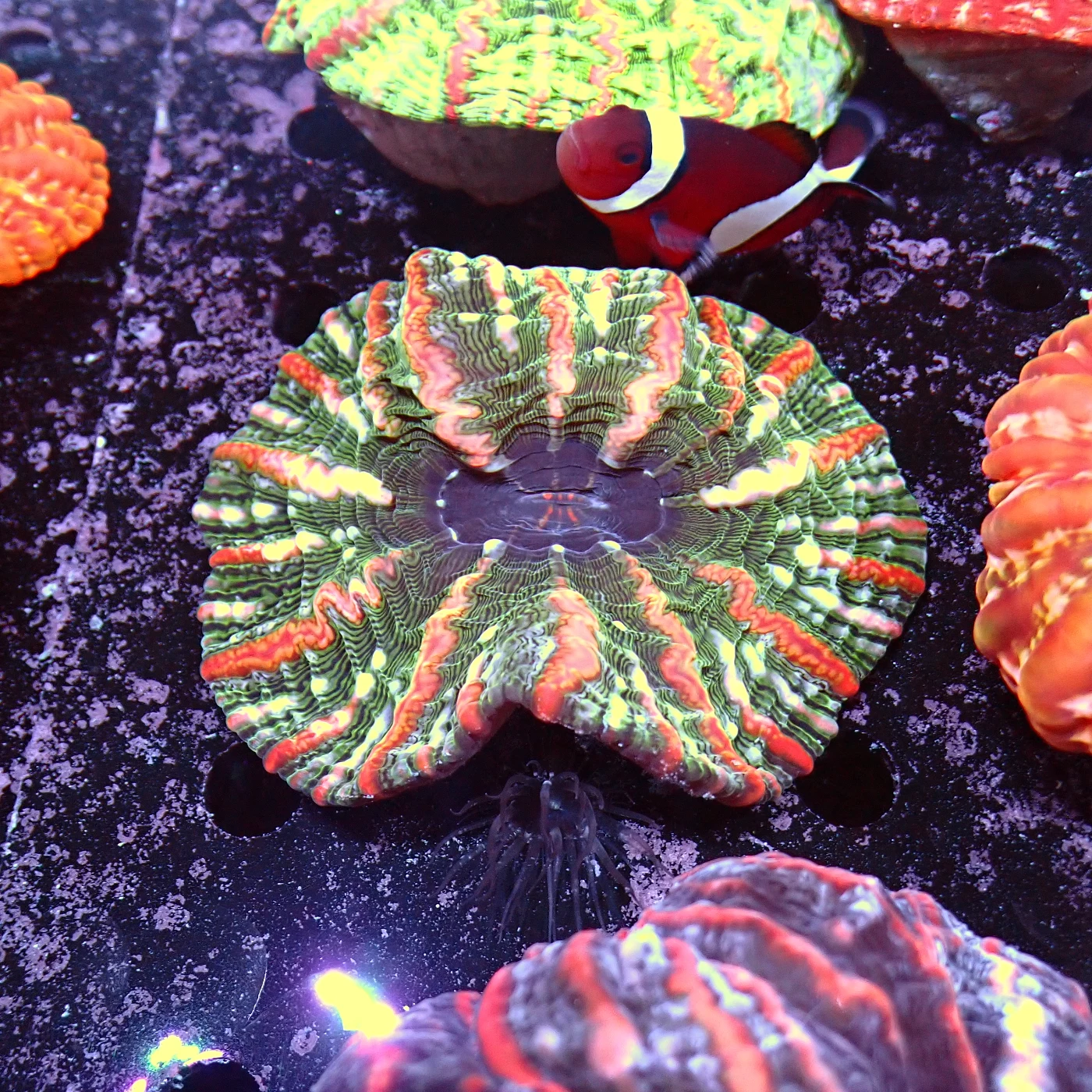 Indophyllia Rainbow, Indophyllia macassarensis