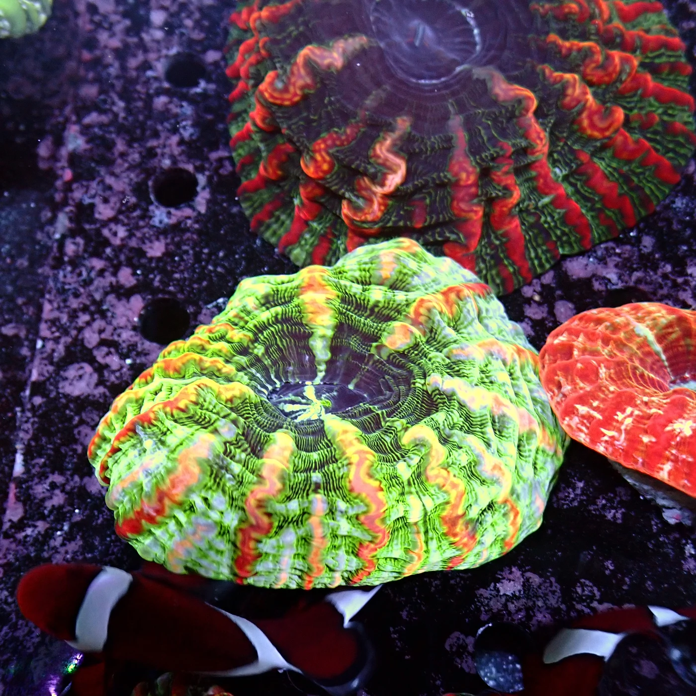 Indophyllia Rainbow, Indophyllia macassarensis