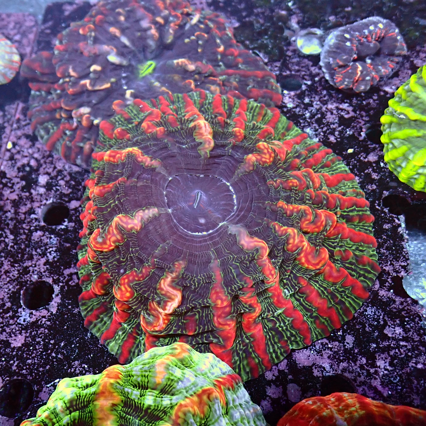 Indophyllia Rainbow, Indophyllia macassarensis