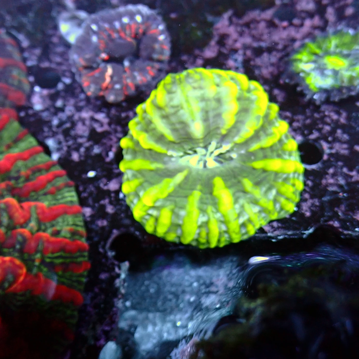 Cynarina Toxic Green, Cynarina lacrymalis