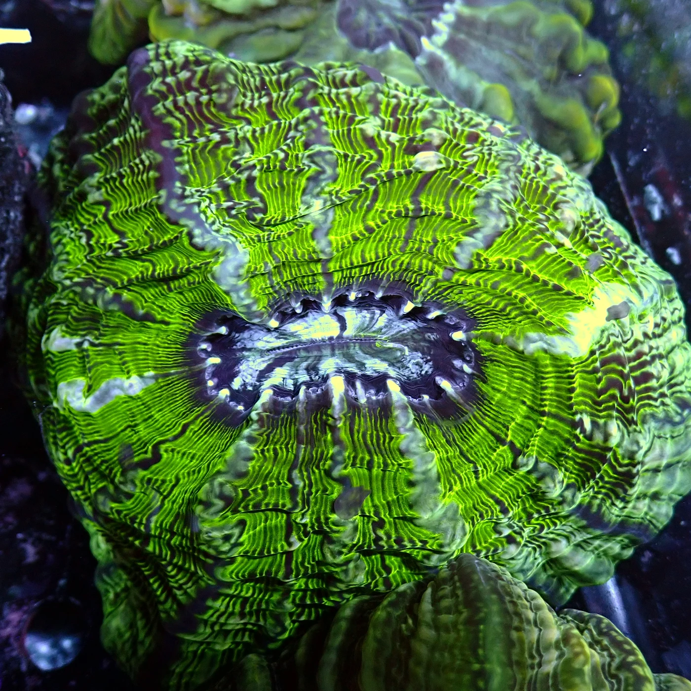 Indophyllia Green, Indophyllia macassarensis