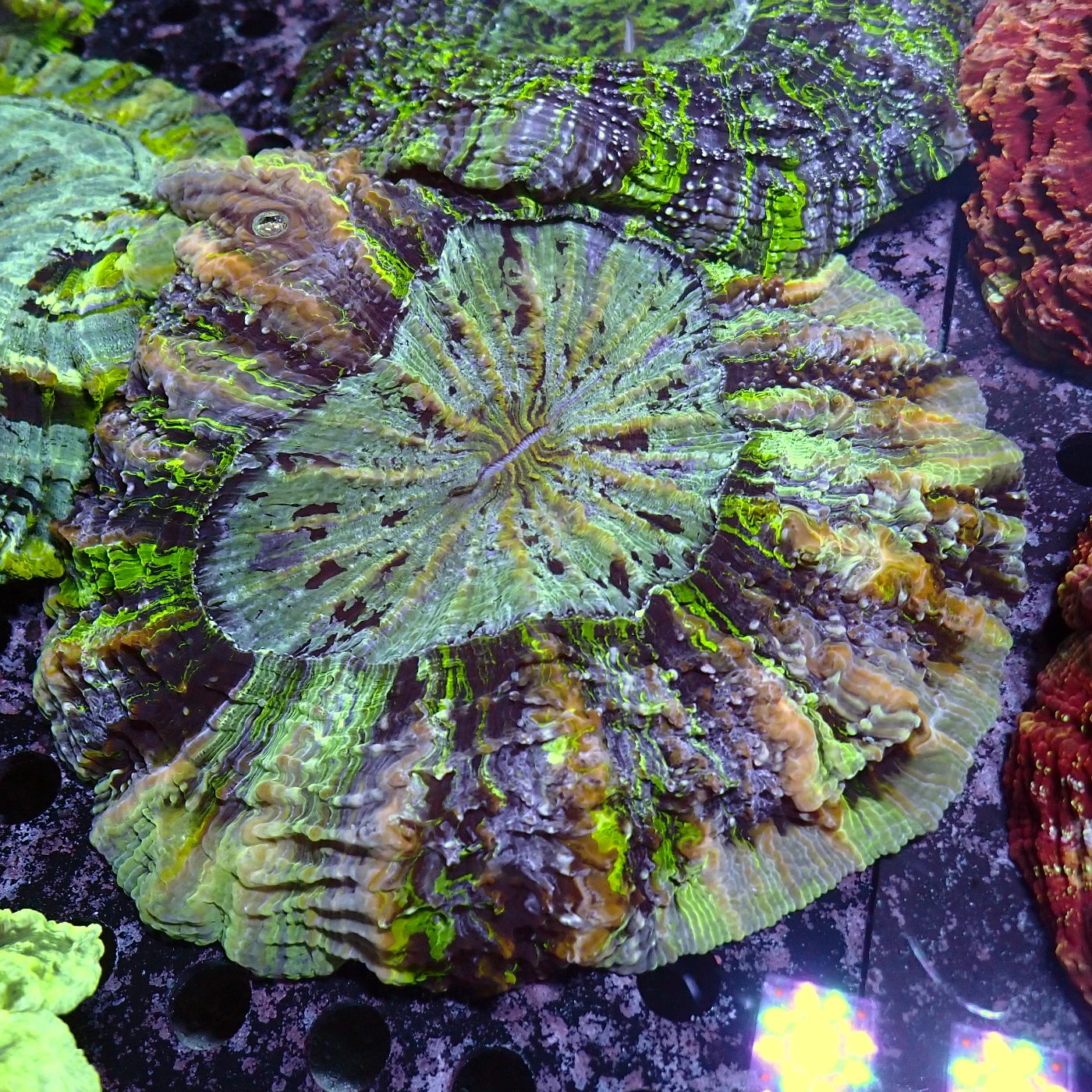 Acanthophyllia Green, Acanthophyllia deshayesiana