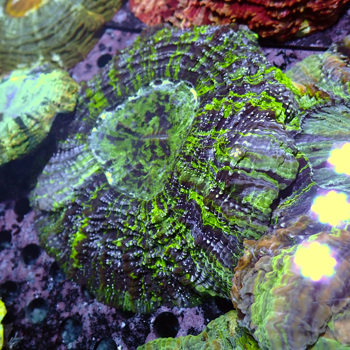 Acanthophyllia Green, Acanthophyllia deshayesiana