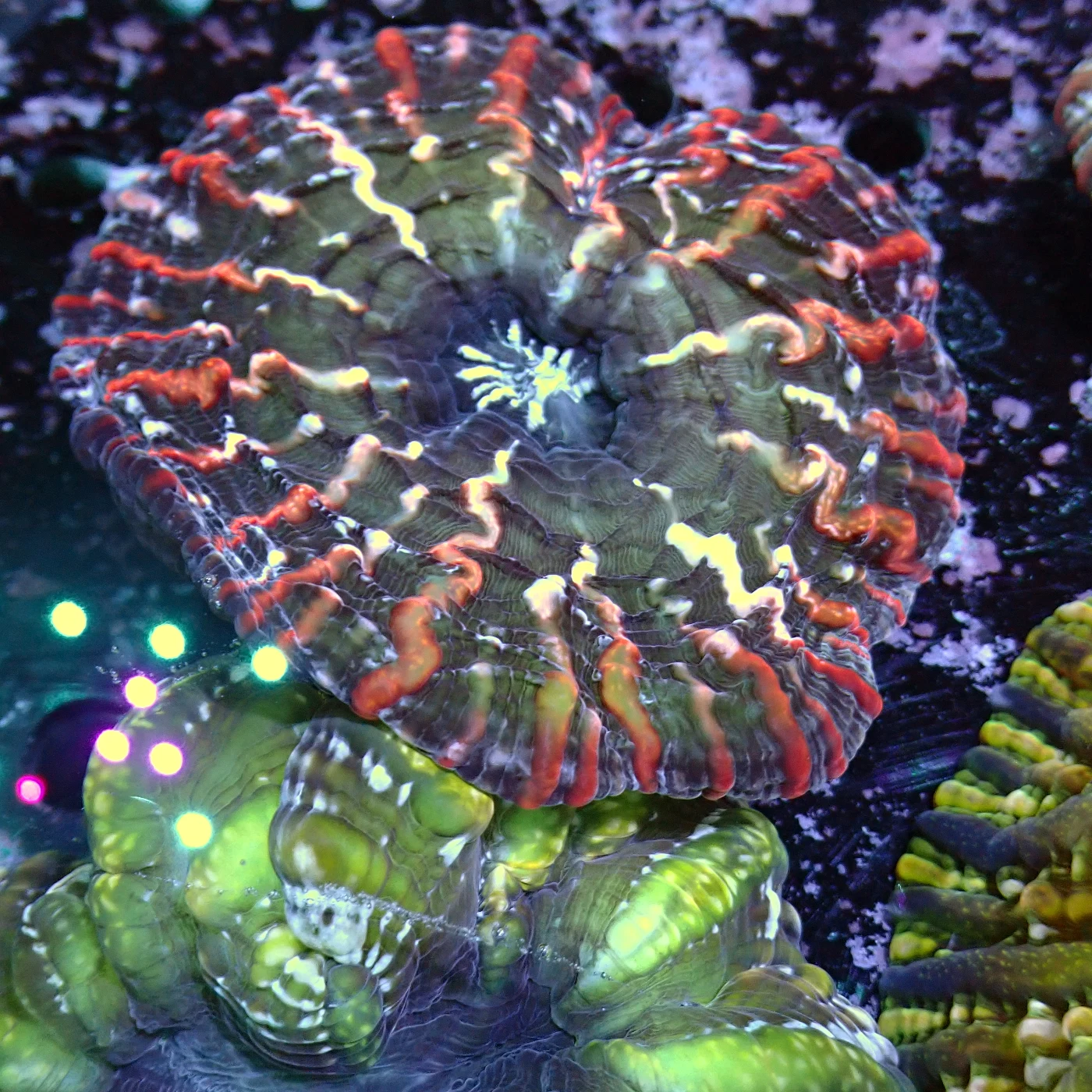 Indophyllia Rainbow, Indophyllia macassarensis