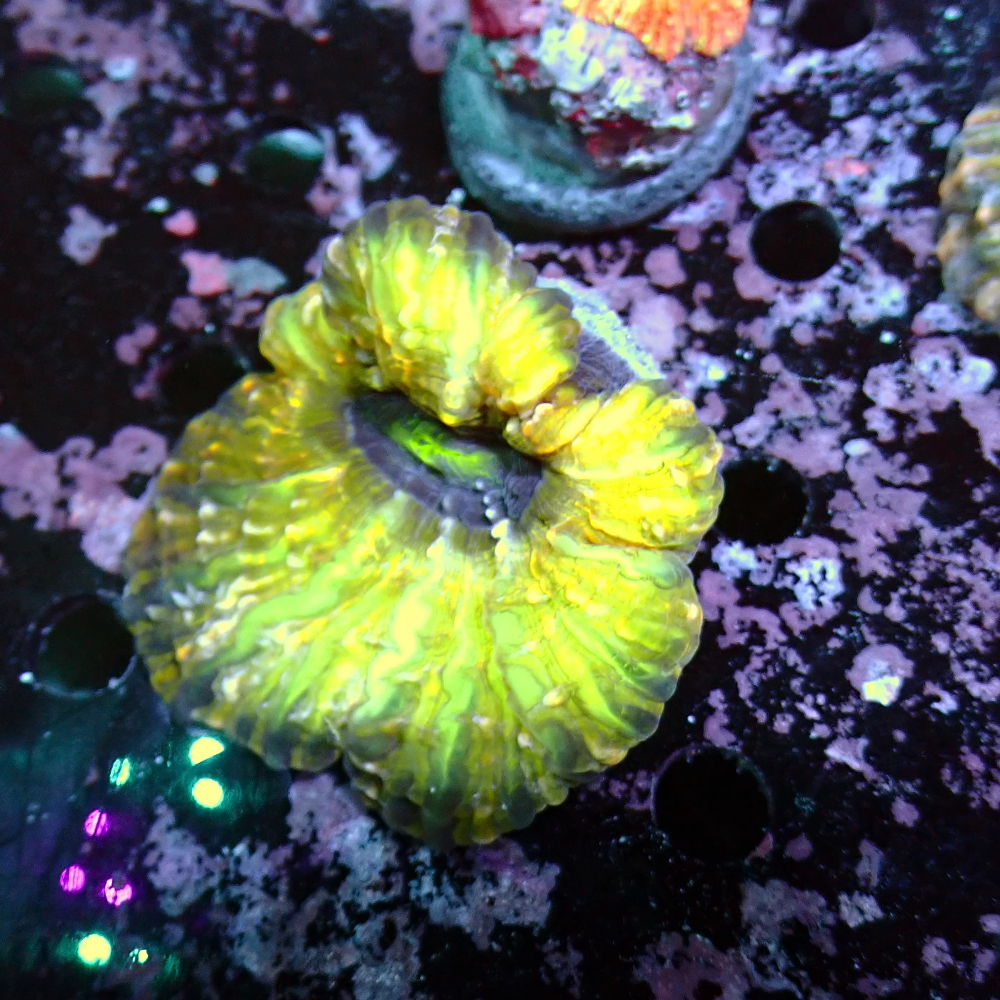 Cynarina, Cynarina lacrymalis