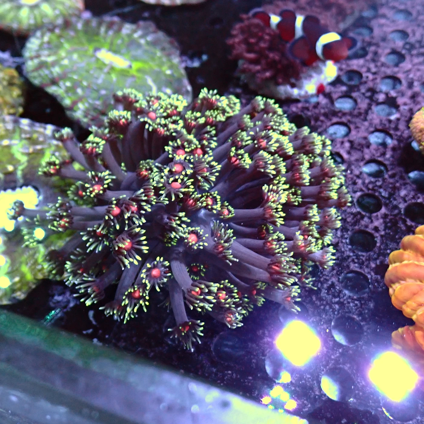 Goniopora Red Mouth, Goniopora sp.