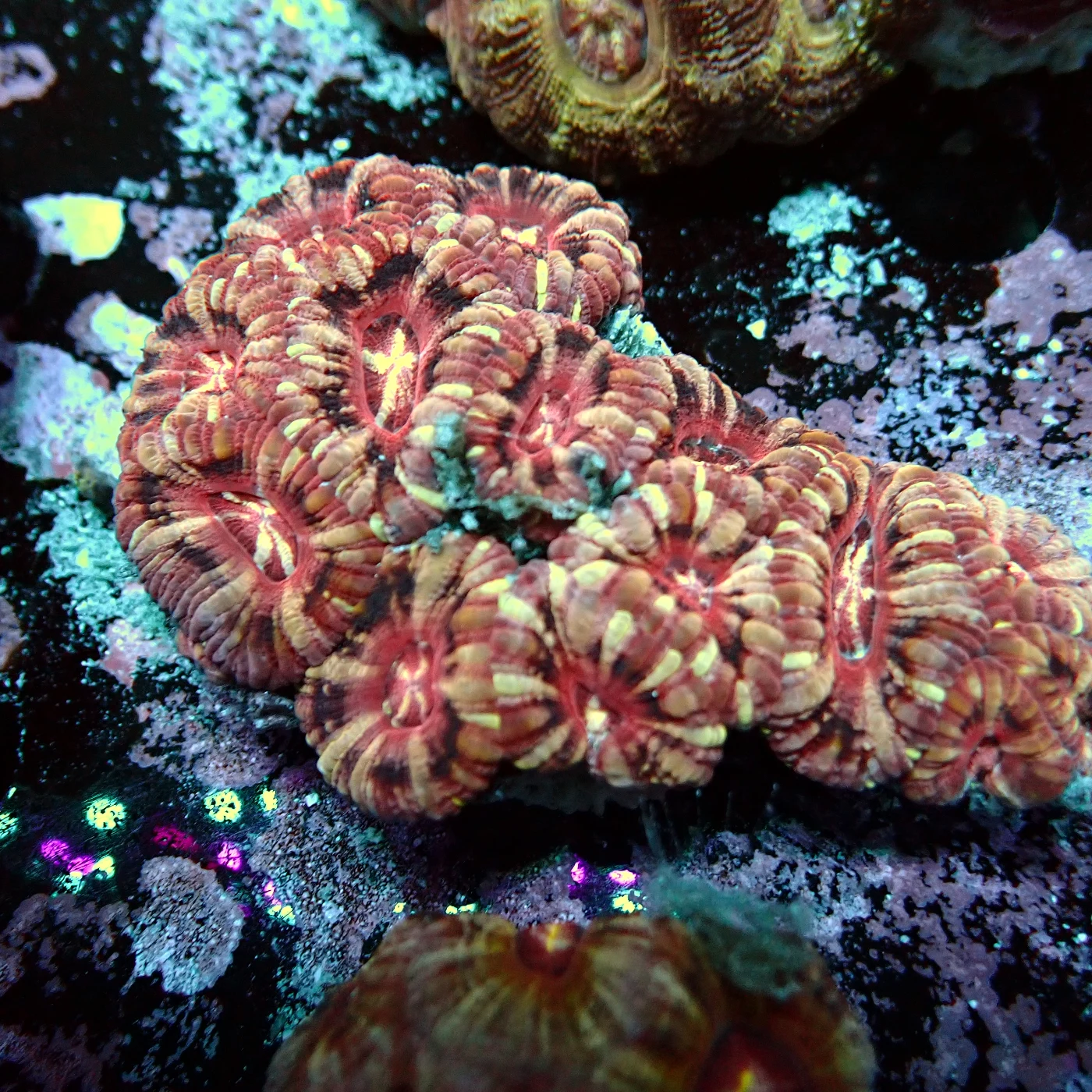 Acanthastrea Rainbow Vietnam Rare, Micromussa lordhowensis