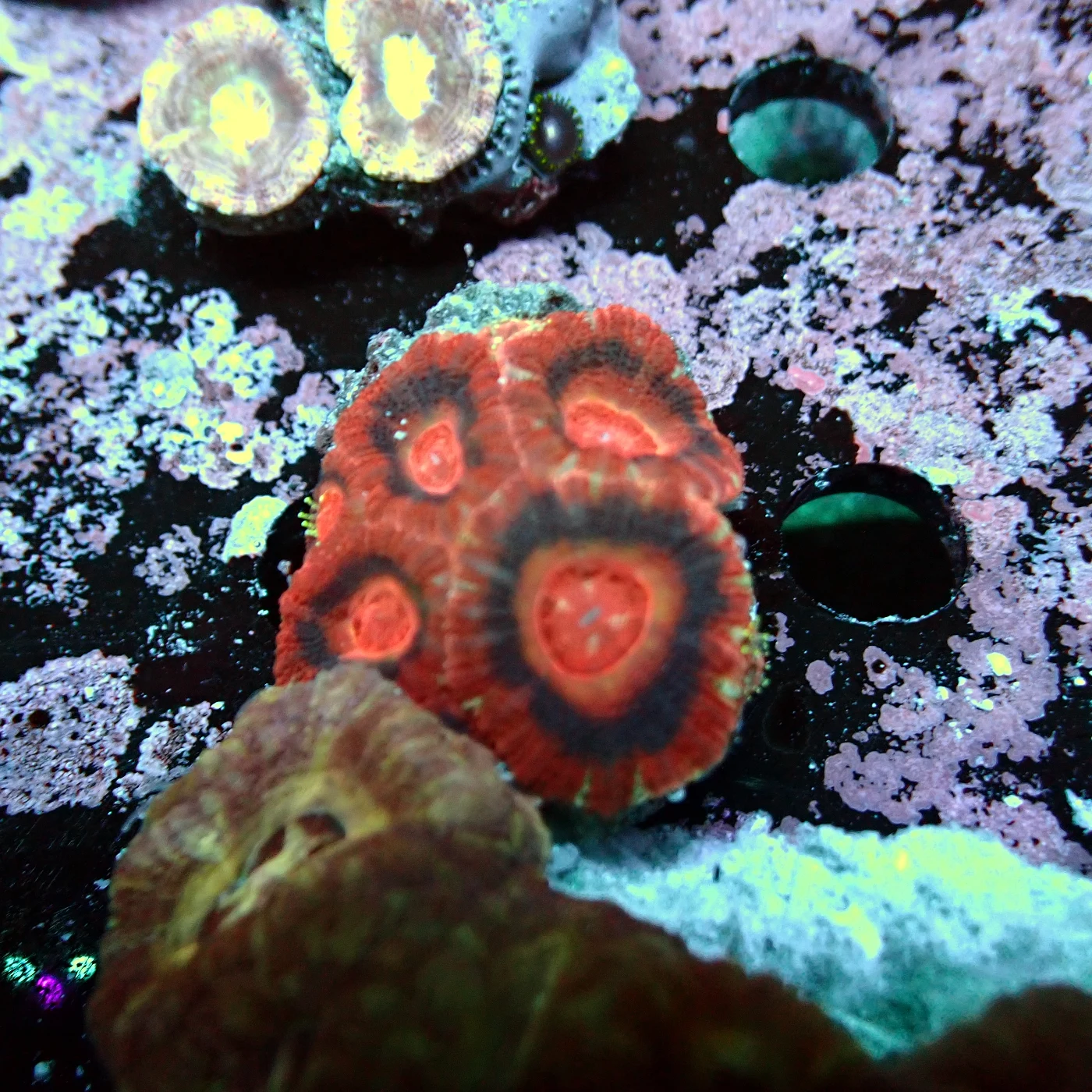 Acanthastrea Lordhowensis Frag, Micromussa lordhowensis