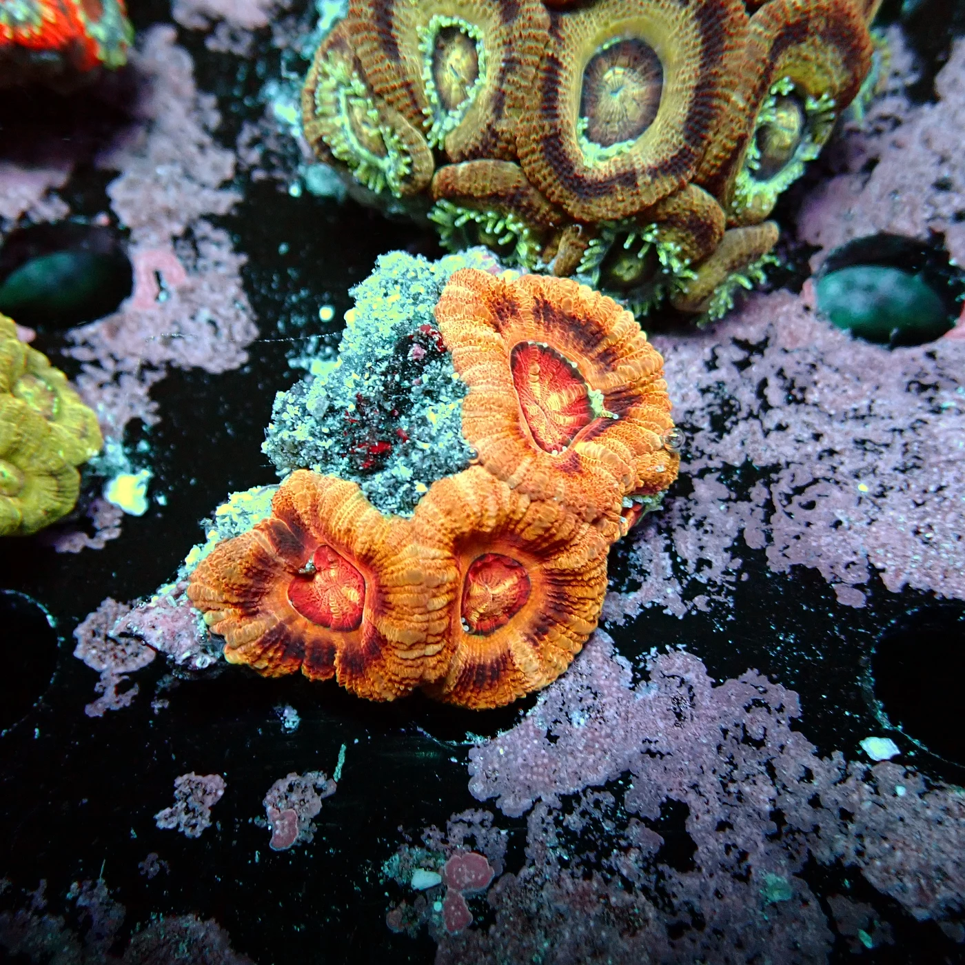 Acanthastrea Rainbow Vietnam Rare, Micromussa lordhowensis