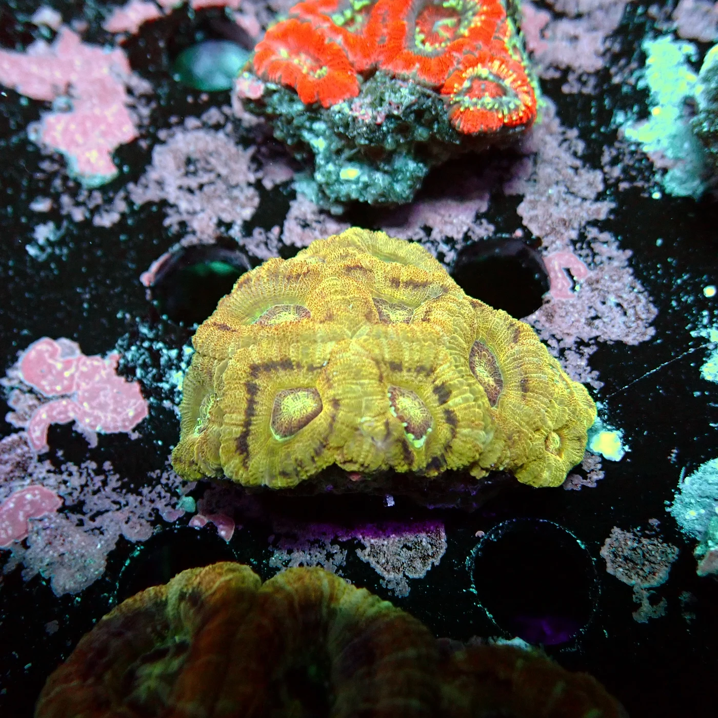 Acanthastrea Rainbow Vietnam, Micromussa lordhowensis