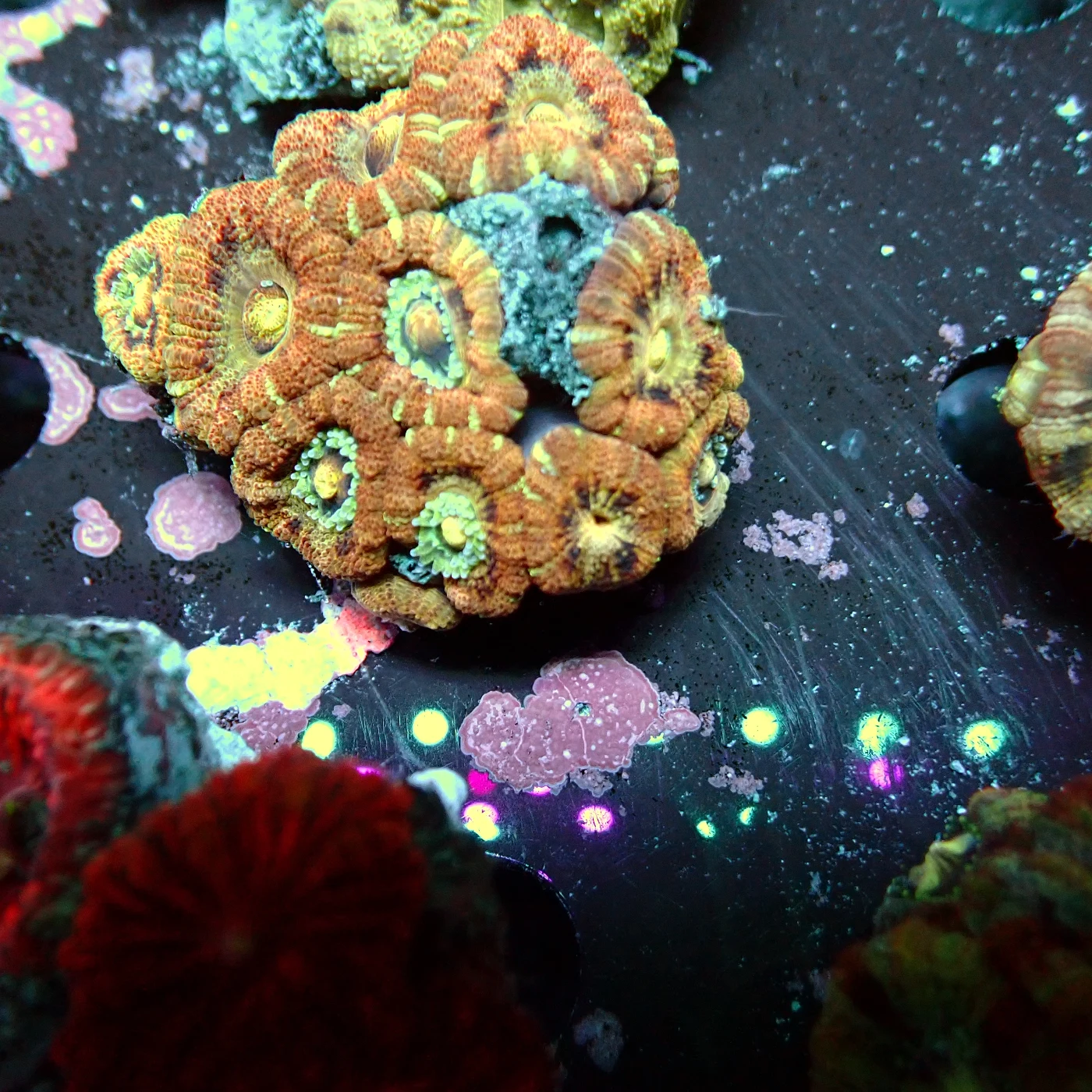 Acanthastrea Rainbow Vietnam, Micromussa lordhowensis