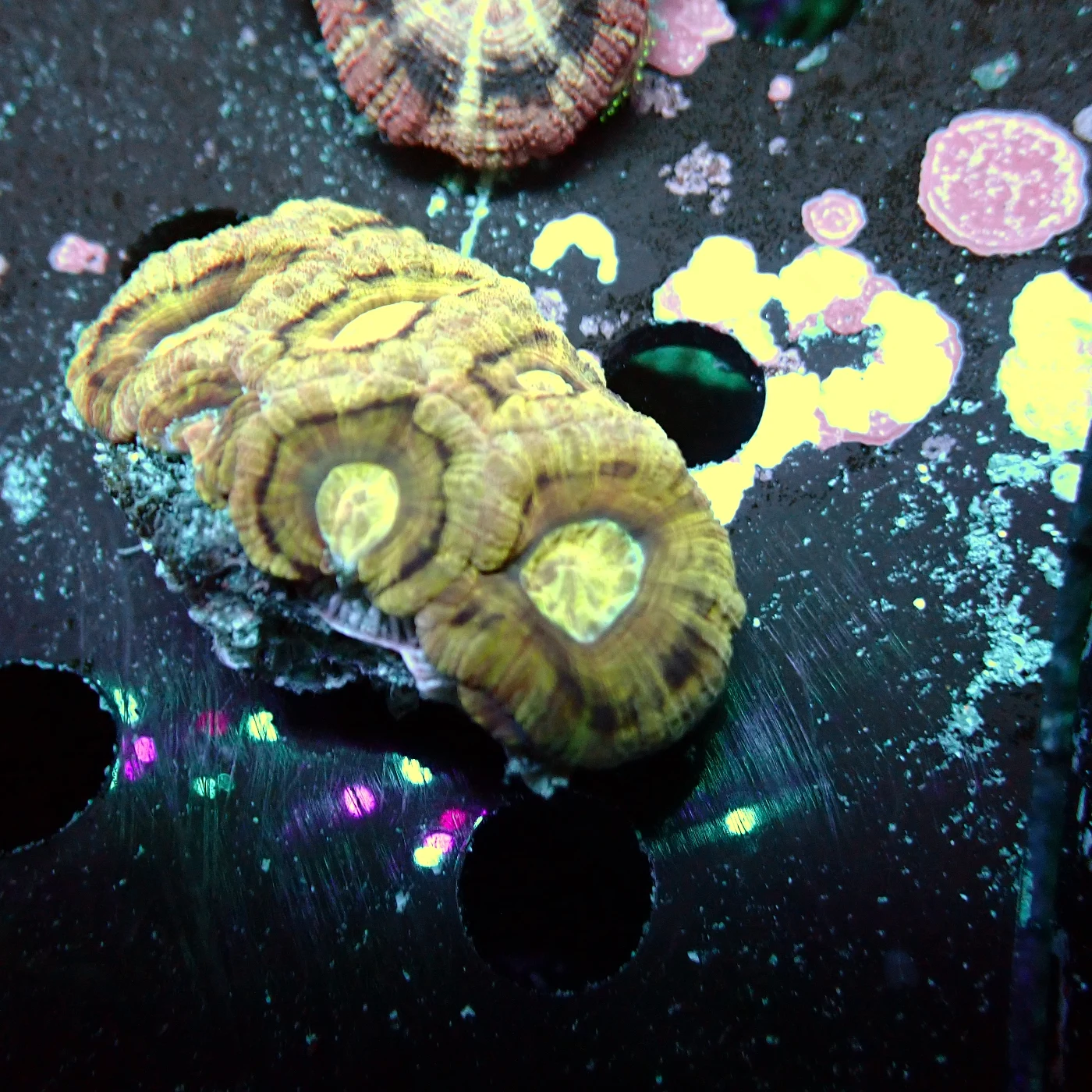 Acanthastrea Rainbow Vietnam, Micromussa lordhowensis