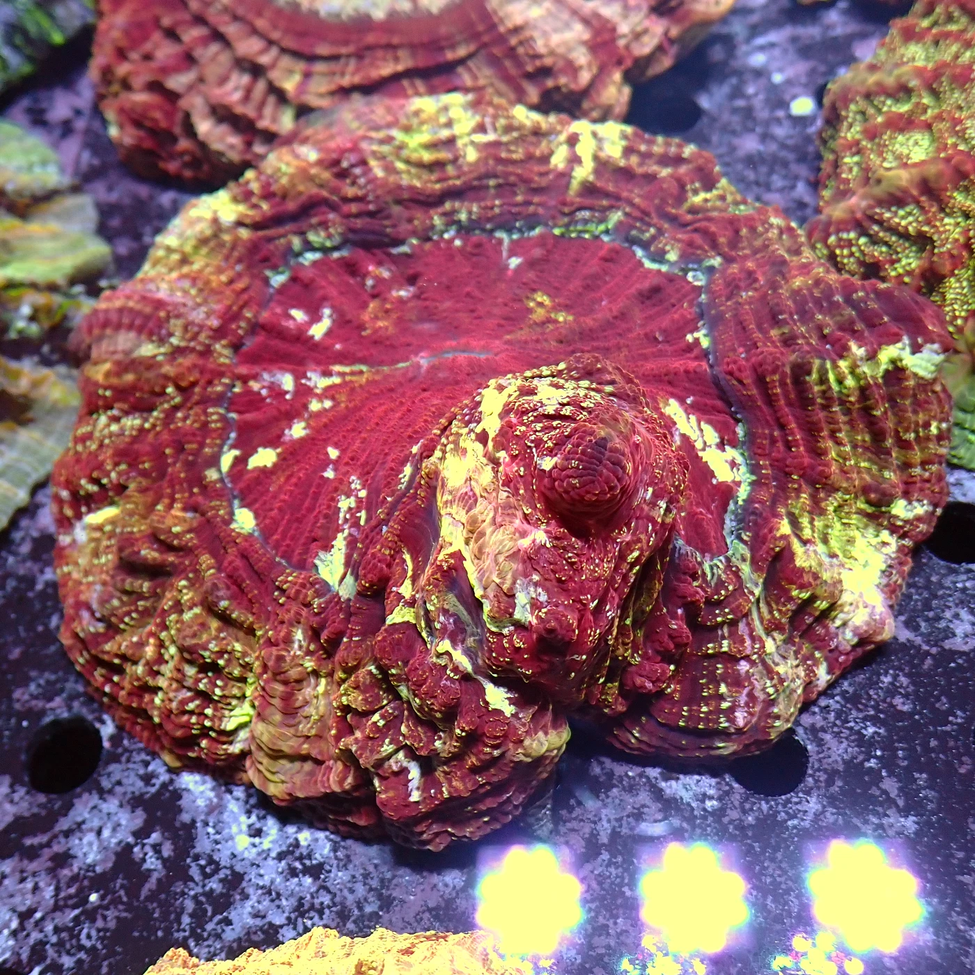 Acanthophyllia Red Magic, Acanthophyllia deshayesiana