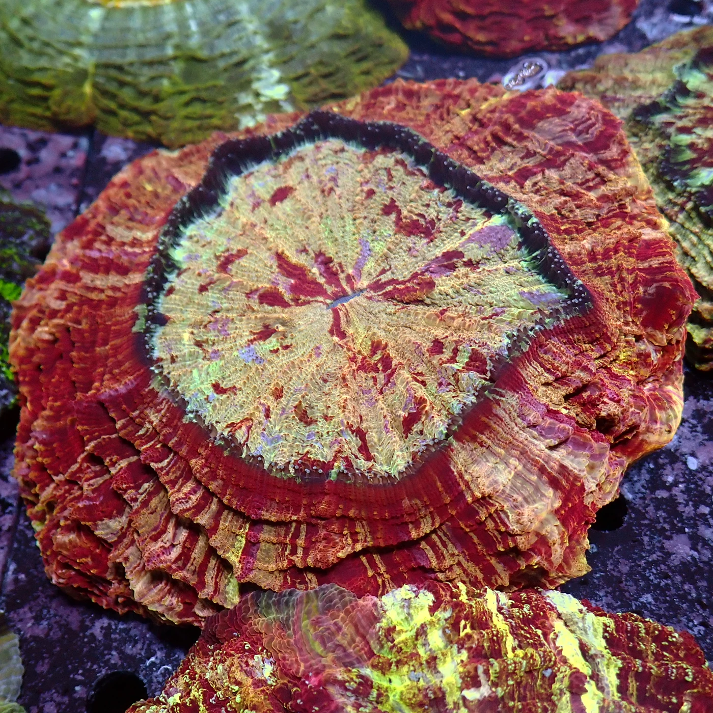 Acanthophyllia Red Magic, Acanthophyllia deshayesiana