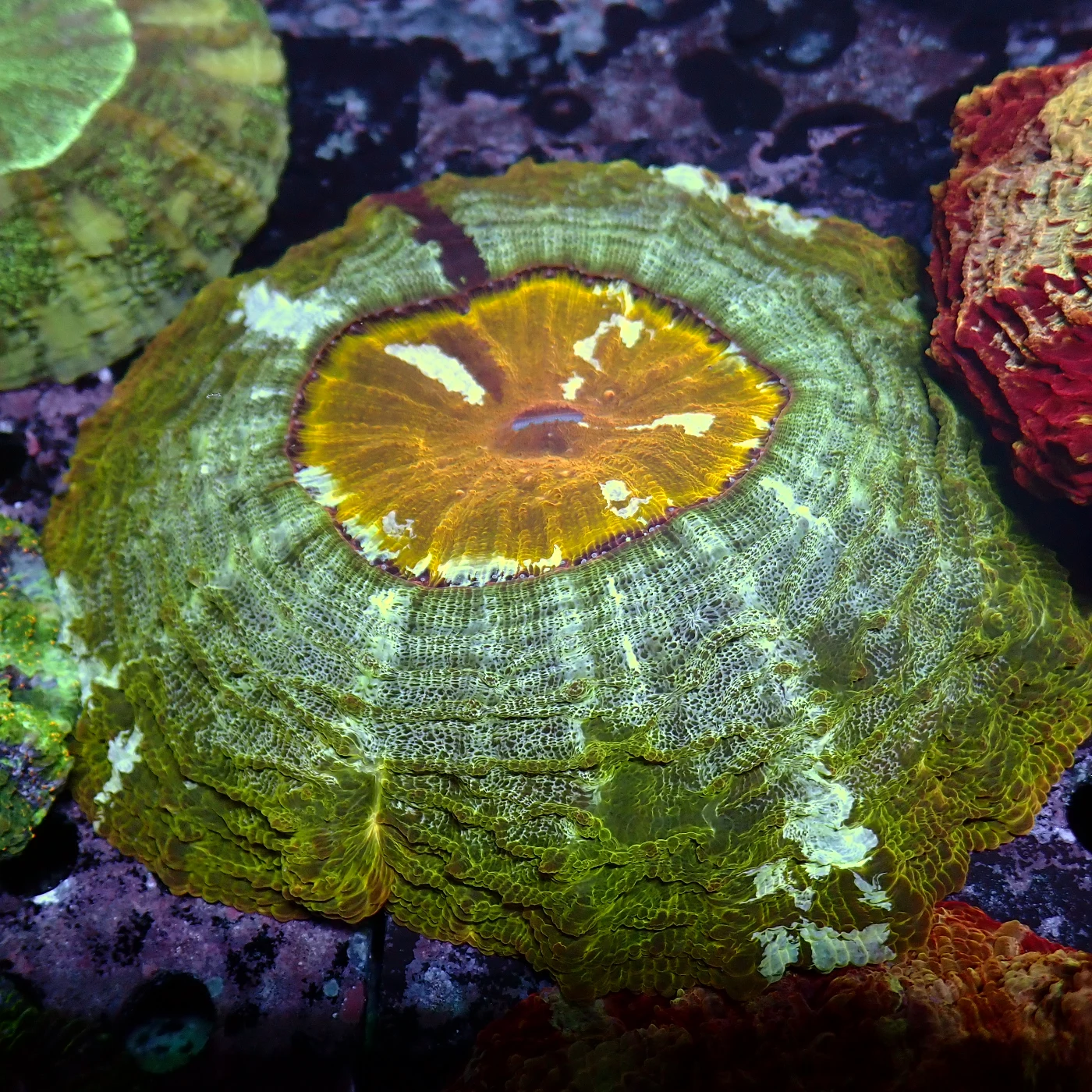 Acanthophyllia Yellow Mouth, Acanthophyllia deshayesiana