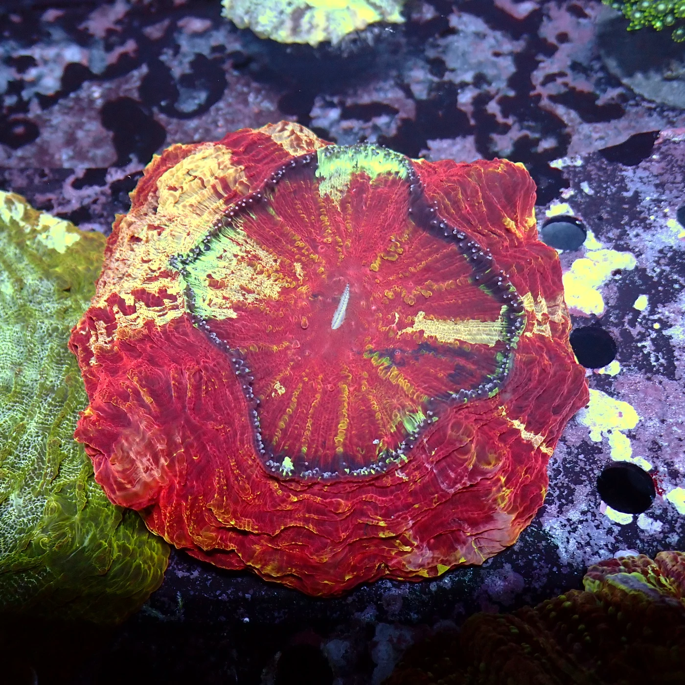 Acanthophyllia Red Monster, Acanthophyllia deshayesiana
