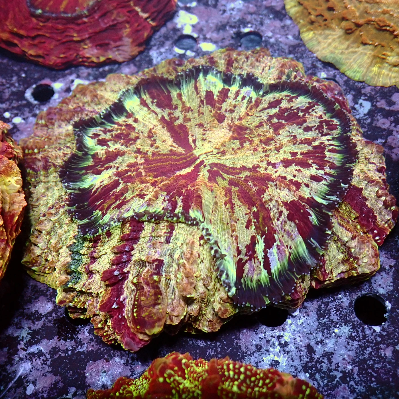 Acanthophyllia Red Magic, Acanthophyllia deshayesiana