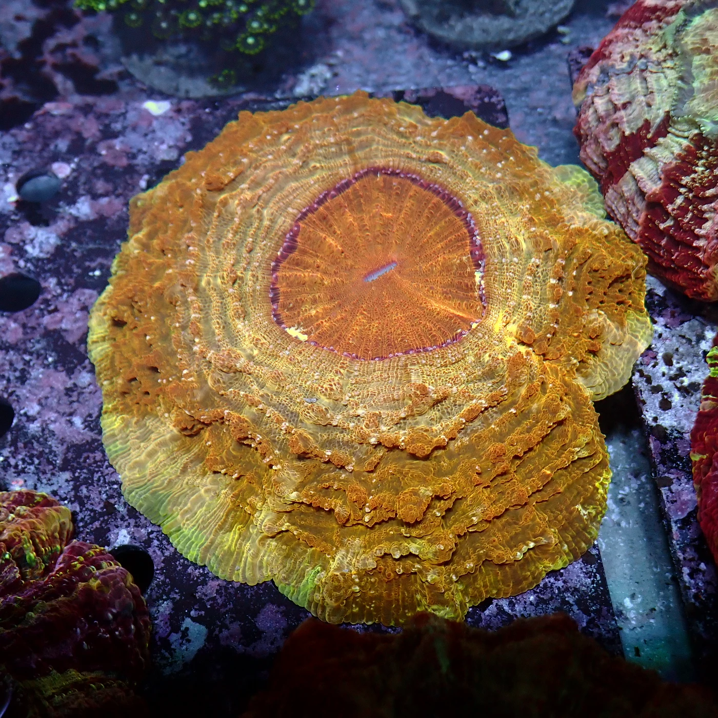 Acanthophyllia Orange, Acanthophyllia deshayesiana